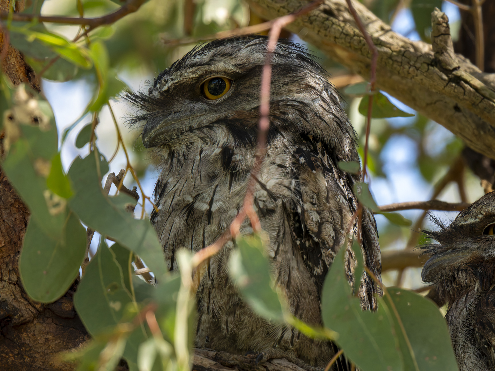 Click image for larger version

Name:	p-5.jpg
Views:	48
Size:	1.31 MB
ID:	1002349