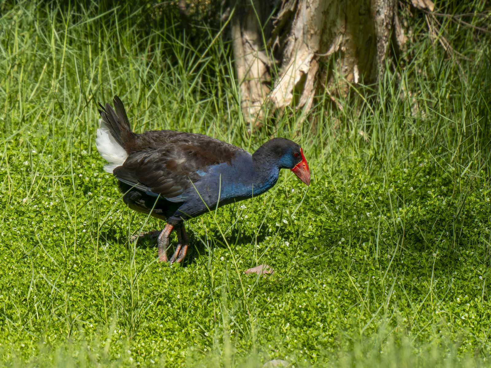 Click image for larger version

Name:	p-2.jpg
Views:	48
Size:	2.24 MB
ID:	1002351