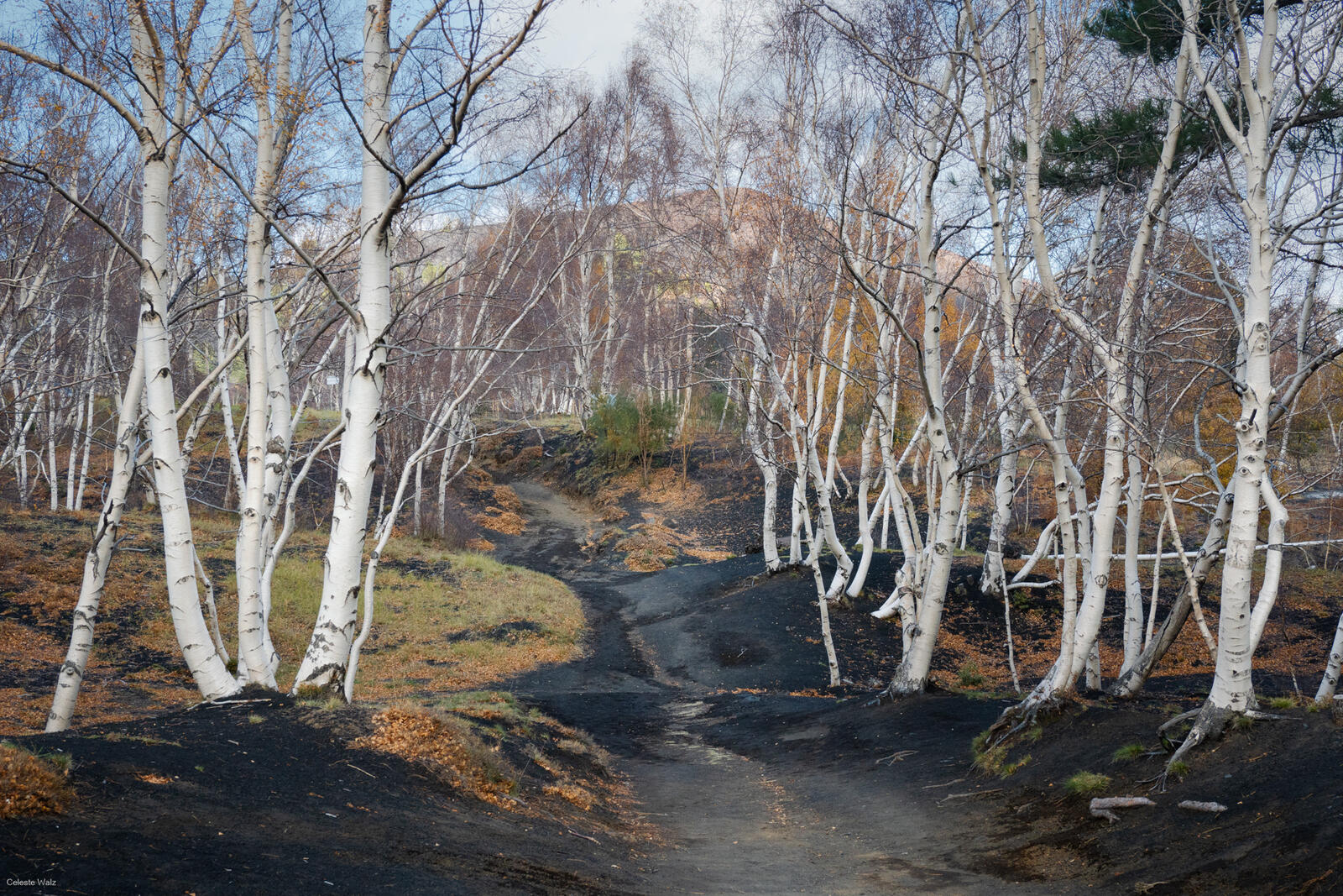 Click image for larger version

Name:	BirchTrees.jpg
Views:	70
Size:	603.7 KB
ID:	1002822