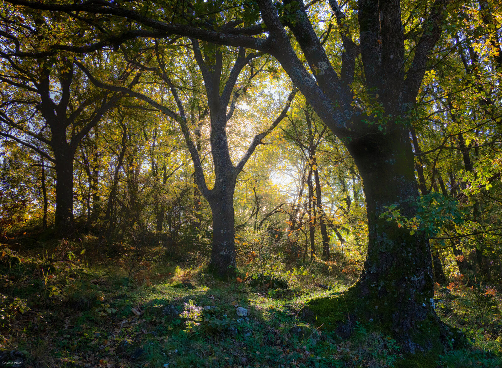 Click image for larger version

Name:	_B266973-HDR.jpg
Views:	69
Size:	760.4 KB
ID:	1002823