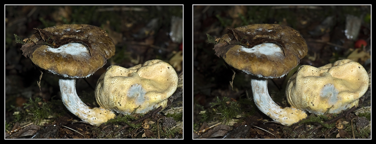 Click image for larger version

Name:	Scleroderma and it Fungus Parasite Crosseye.jpg
Views:	56
Size:	298.2 KB
ID:	1003060