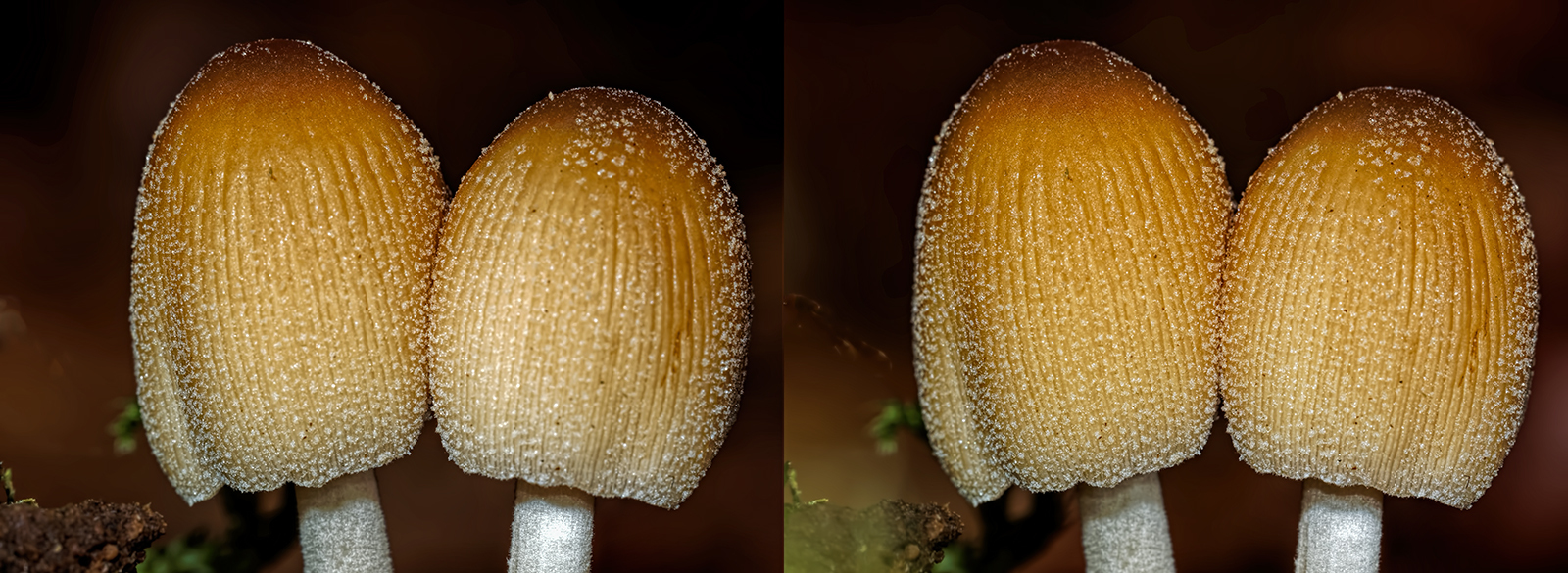 Click image for larger version

Name:	PA310275_DxO Coprinellus micaceus Nettlebed 21 October 2015 Crosseye 1600.jpg
Views:	38
Size:	832.2 KB
ID:	1003129