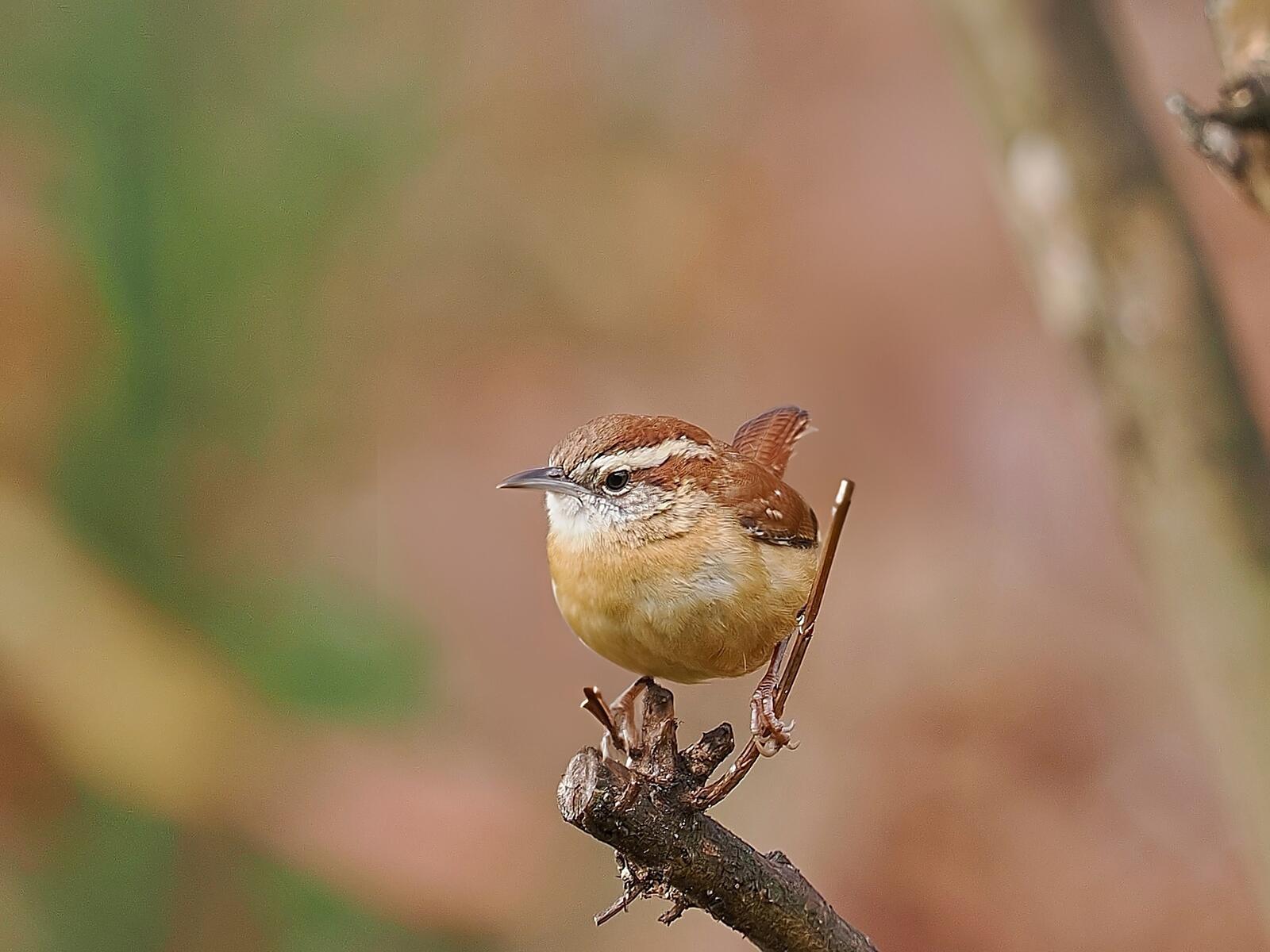 Click image for larger version

Name:	PC206083_filtered 1.jpg
Views:	345
Size:	158.3 KB
ID:	1004087