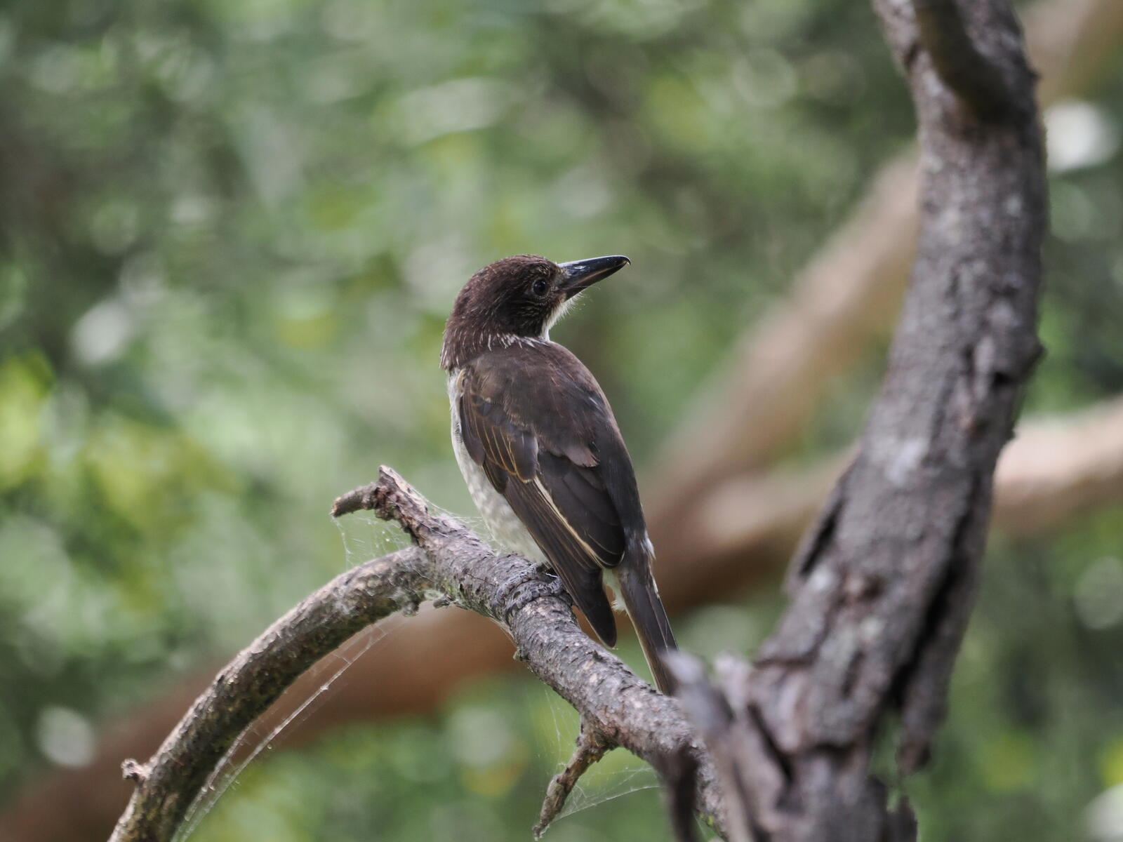 Click image for larger version  Name:	JC288245-ms.jpg Views:	2 Size:	161.7 KB ID:	1004629