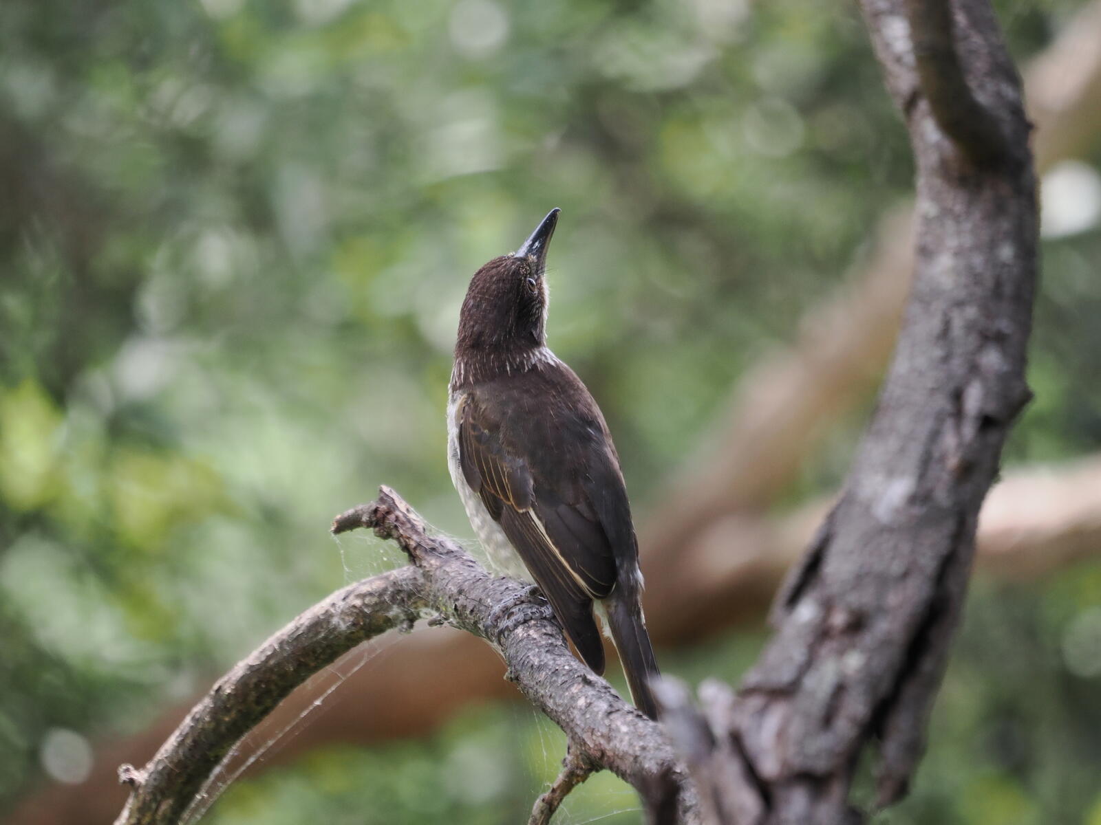 Click image for larger version  Name:	JC288269-ms.jpg Views:	2 Size:	160.4 KB ID:	1004630