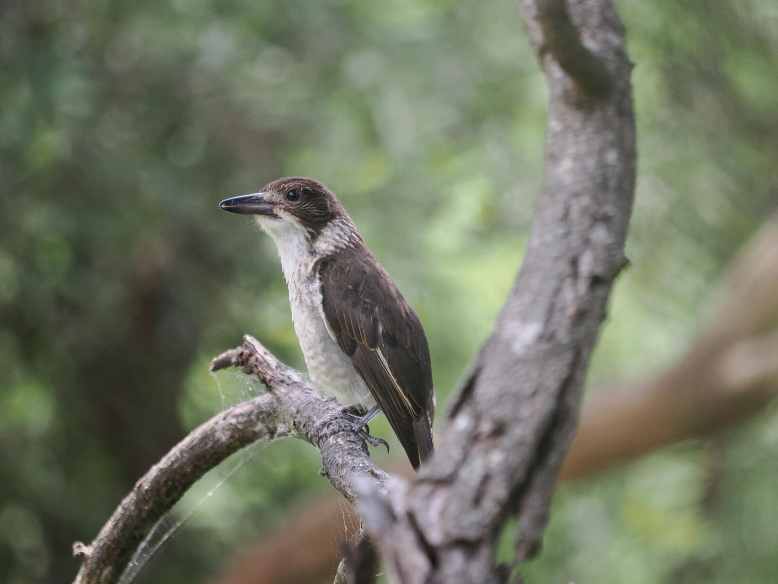 Click image for larger version  Name:	JC288279-ms.jpg Views:	2 Size:	156.1 KB ID:	1004631