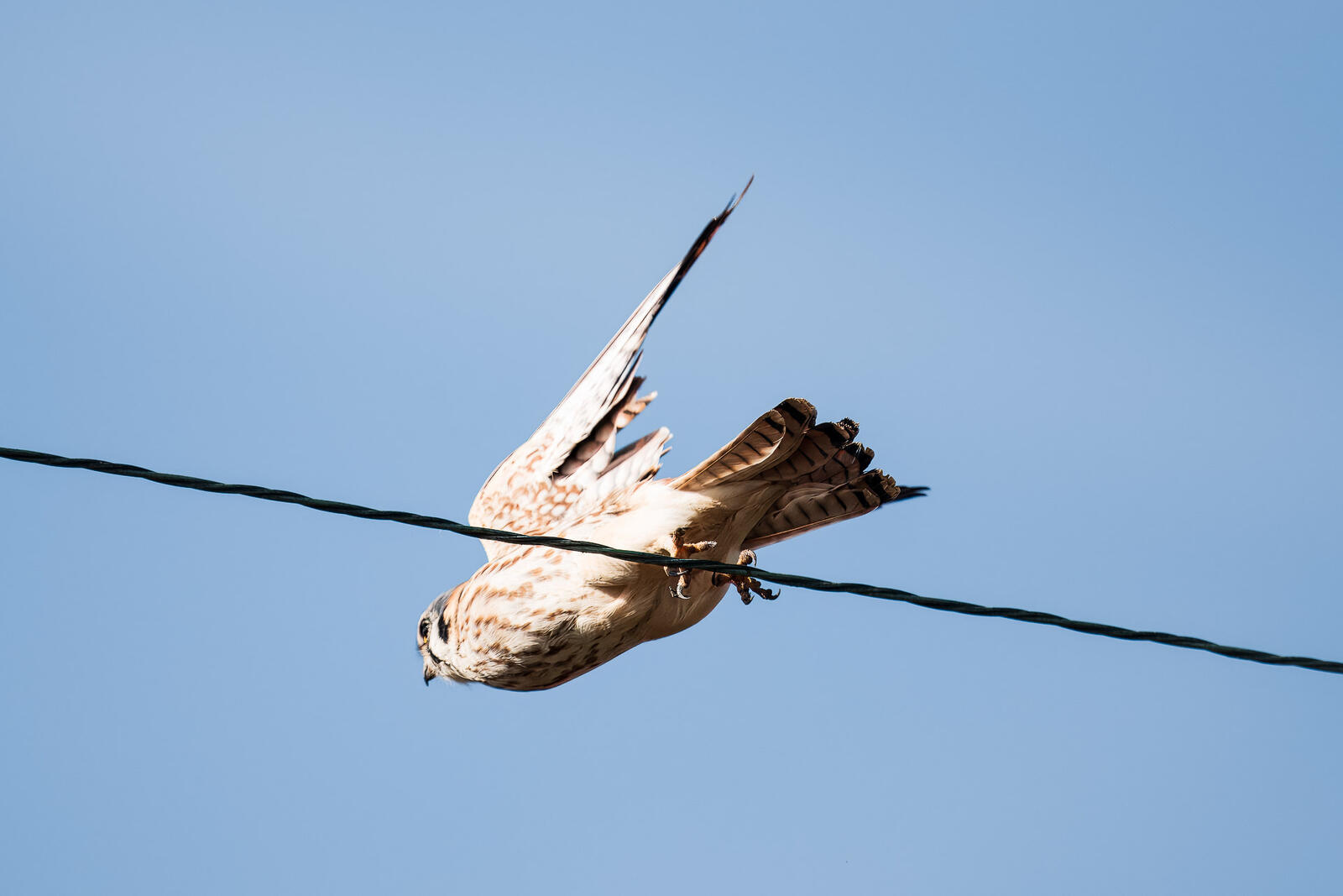 Click image for larger version

Name:	_1142504.jpg
Views:	353
Size:	109.0 KB
ID:	1006218