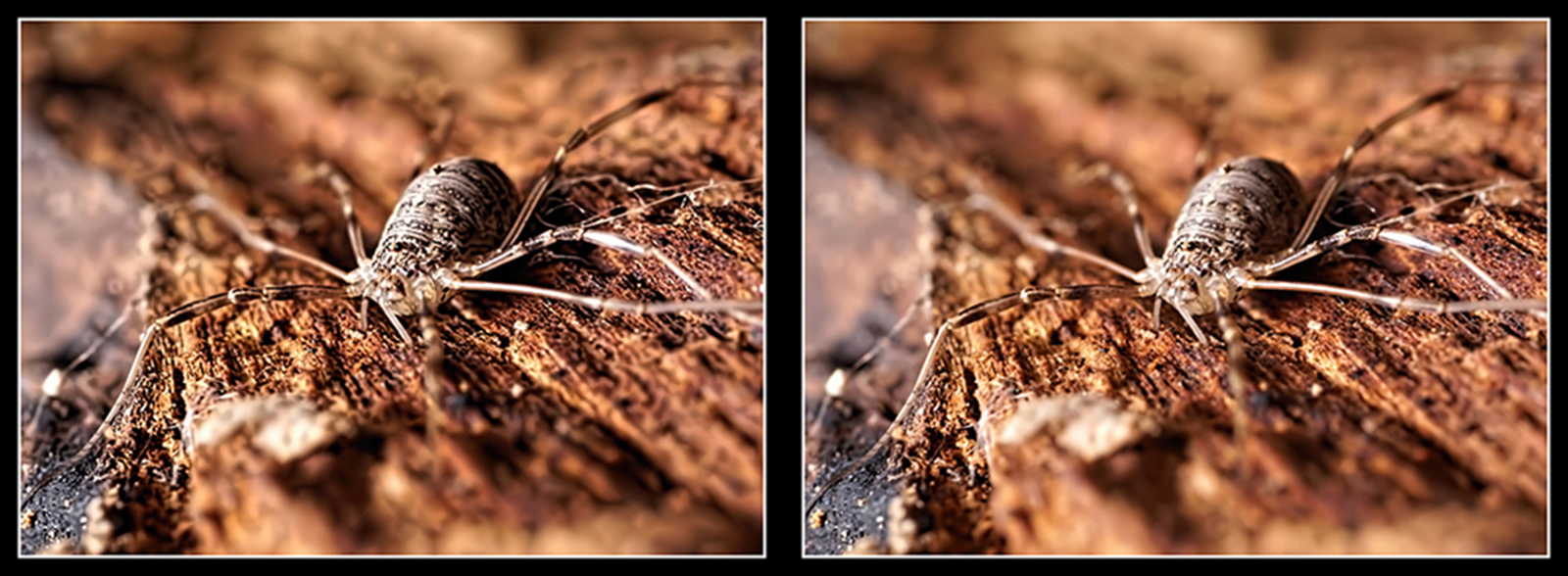 Click image for larger version

Name:	P9043571_DxO Opilio saxatilis F Oshiro Sun 1024 Crosseye 1600.jpg
Views:	369
Size:	626.7 KB
ID:	1006281