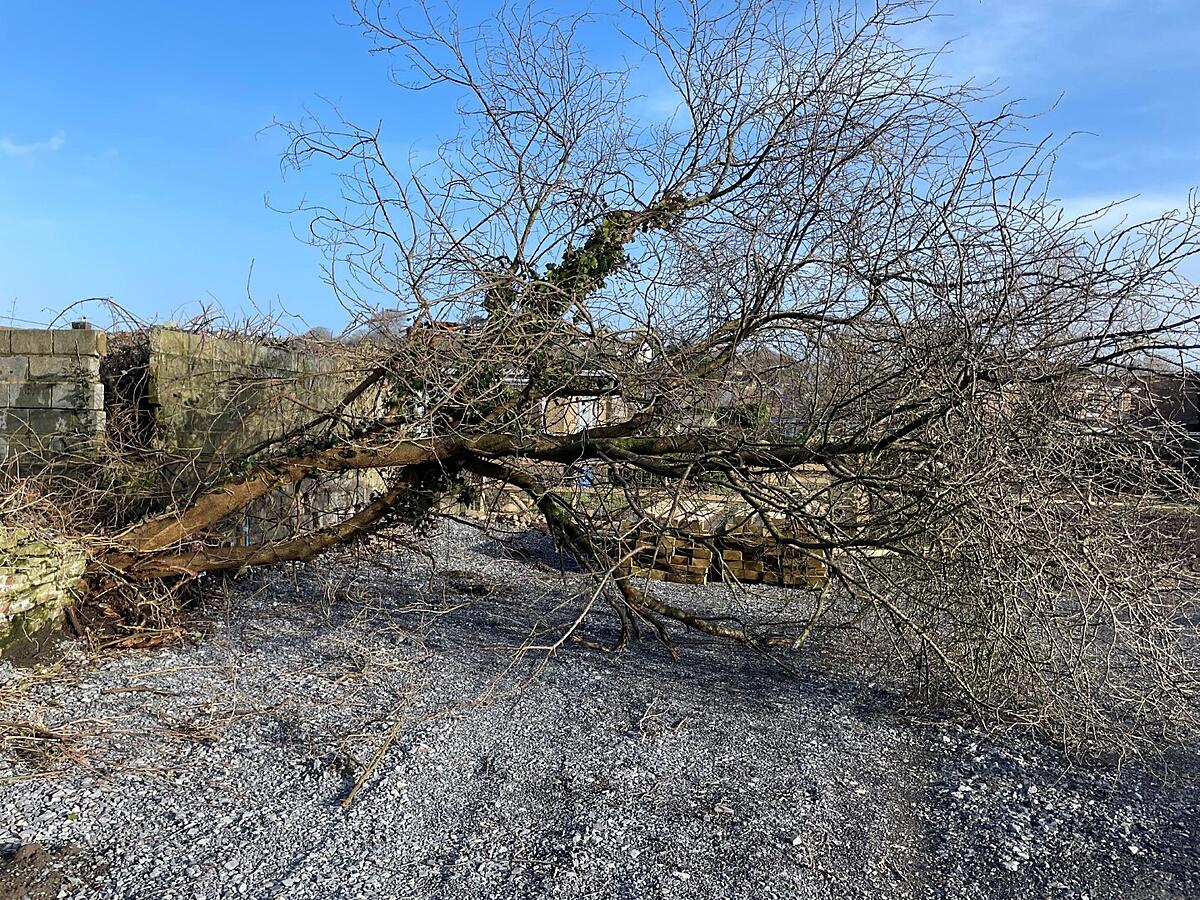 Click image for larger version

Name:	tree (Large).jpg
Views:	2396
Size:	794.6 KB
ID:	1007320