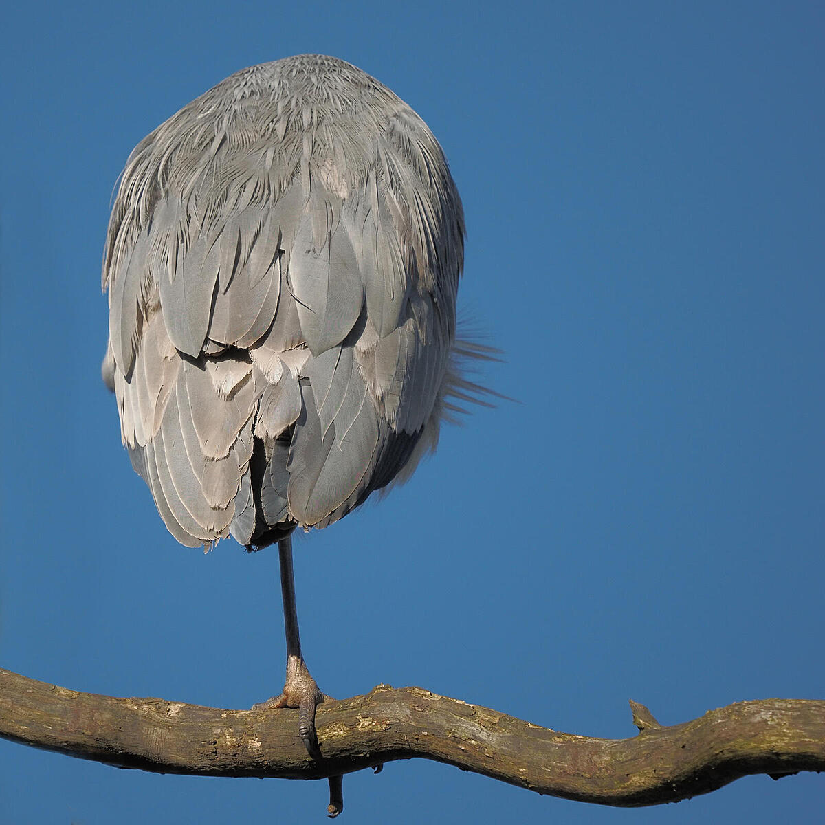 Click image for larger version  Name:	MPond 2025.02.02 GHeron roosting ex P2020148 MR.jpg Views:	0 Size:	199.5 KB ID:	1008435