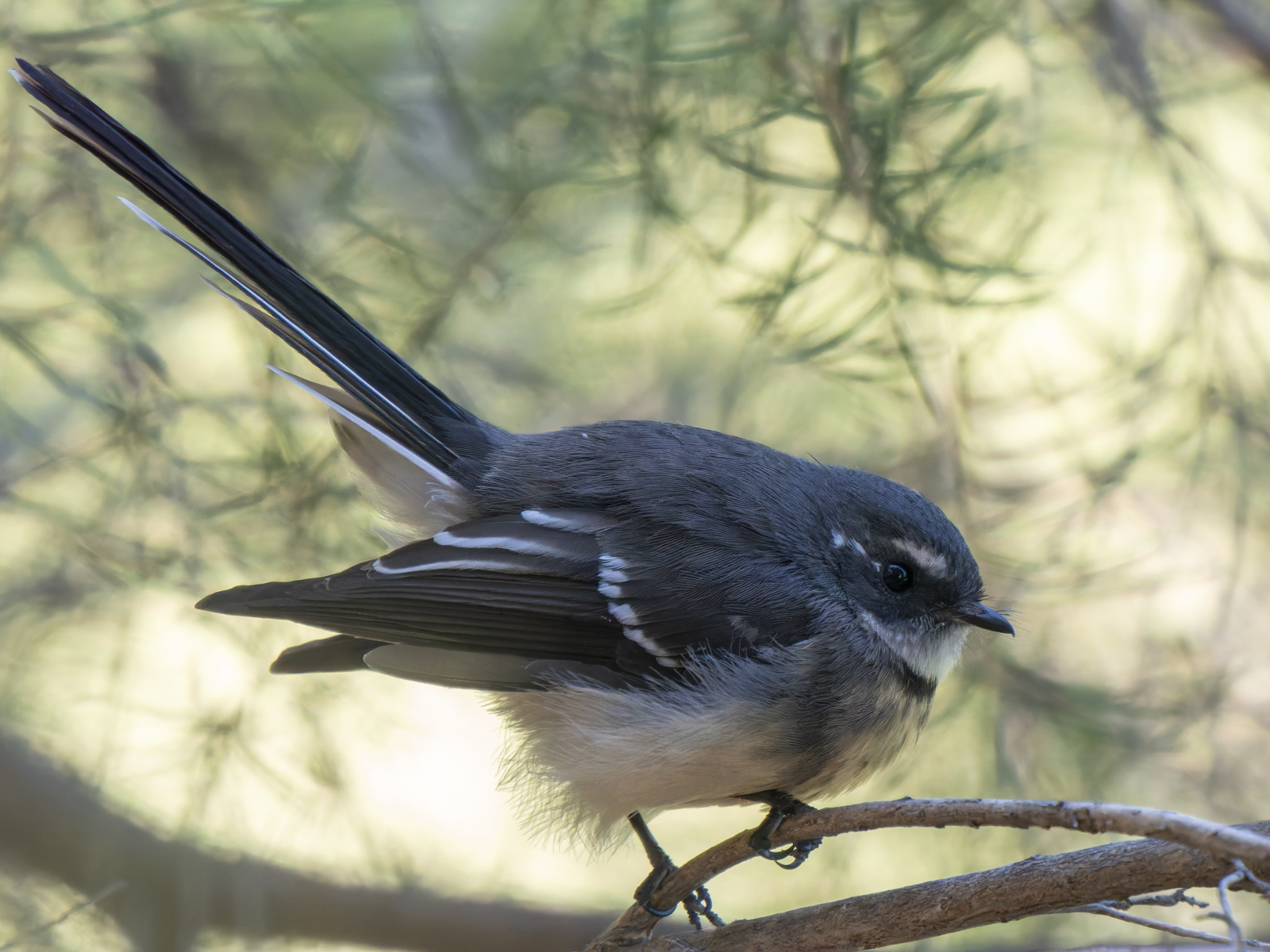 Click image for larger version

Name:	p-3.jpg
Views:	46
Size:	1,015.8 KB
ID:	1010052