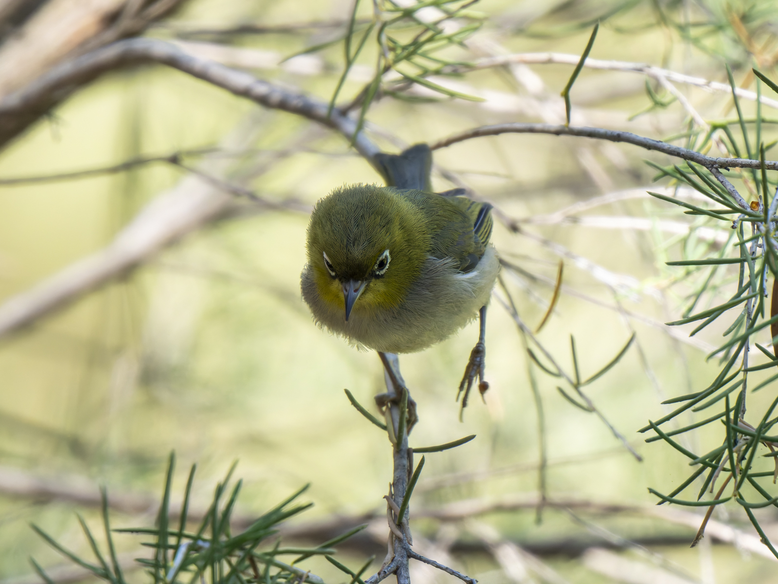 Click image for larger version

Name:	p-2.jpg
Views:	46
Size:	969.0 KB
ID:	1010053