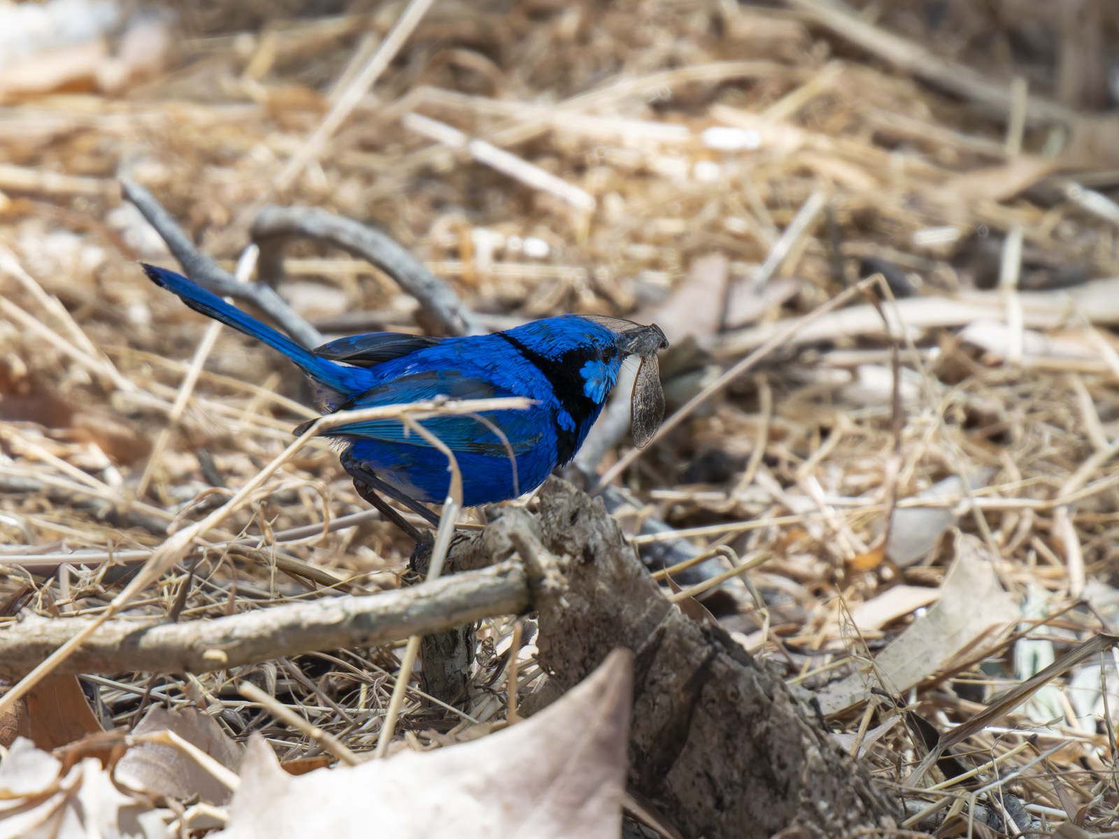 Click image for larger version

Name:	p-5.jpg
Views:	42
Size:	1.20 MB
ID:	1010054