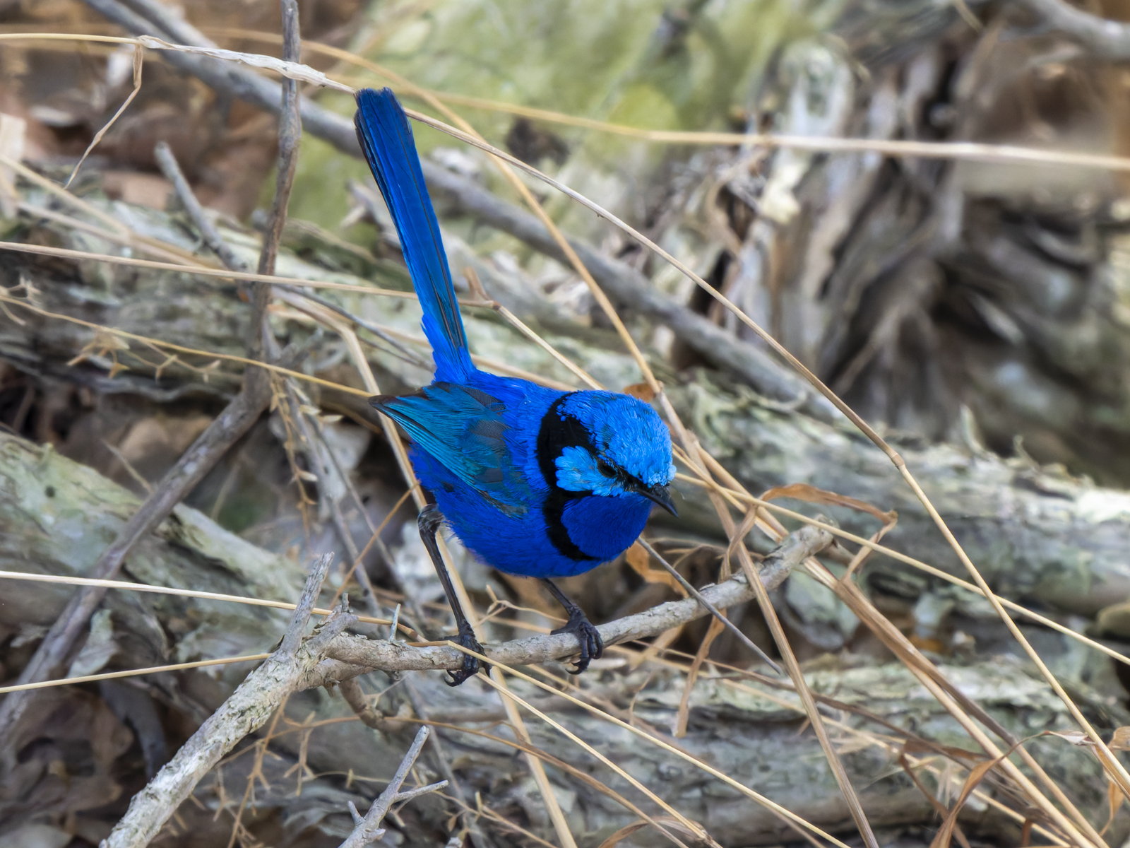 Click image for larger version

Name:	p-17.jpg
Views:	41
Size:	1.26 MB
ID:	1010056