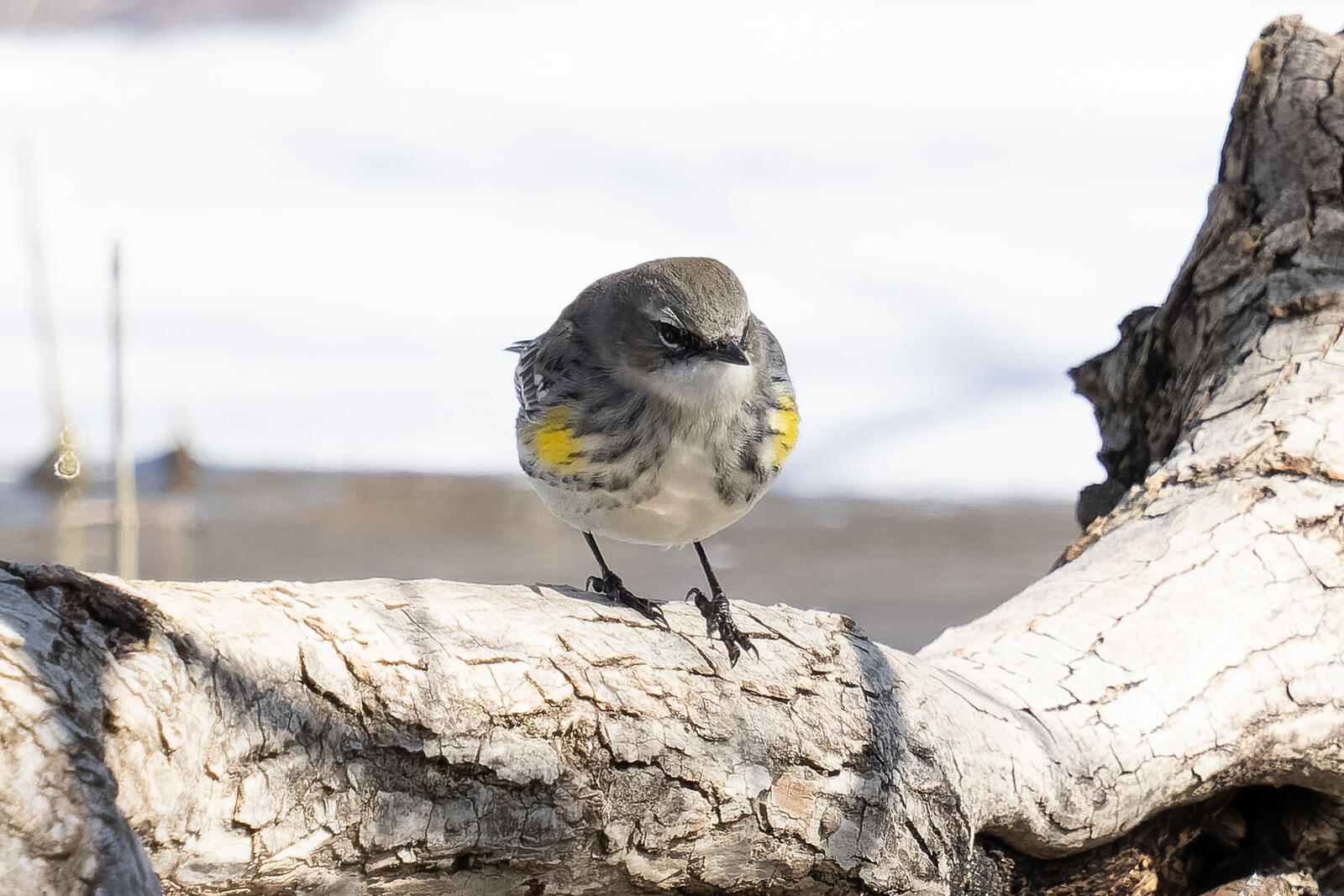 Click image for larger version

Name:	_2204352-ORF_DxO_DeepPRIME.jpg
Views:	48
Size:	265.0 KB
ID:	1010762