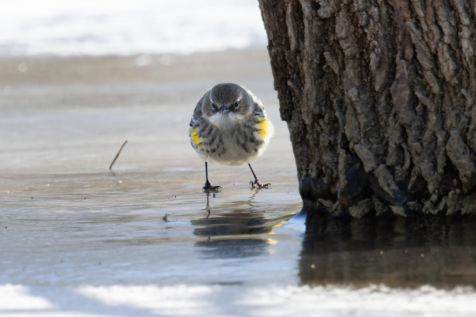 Click image for larger version

Name:	_2204371-ORF_DxO_DeepPRIME.jpg
Views:	38
Size:	187.5 KB
ID:	1010763