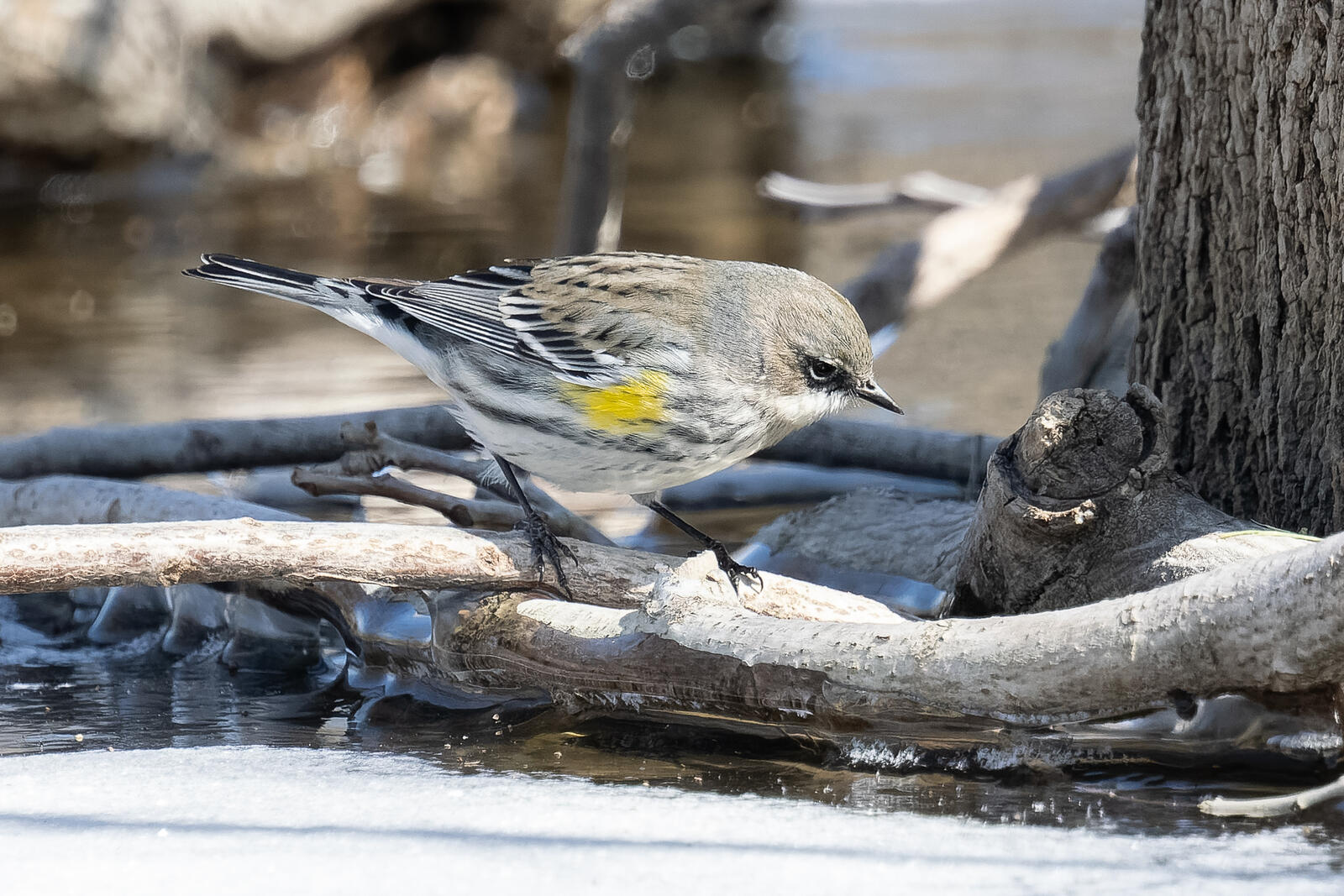 Click image for larger version

Name:	_2204358-ORF_DxO_DeepPRIME.jpg
Views:	40
Size:	310.4 KB
ID:	1010764