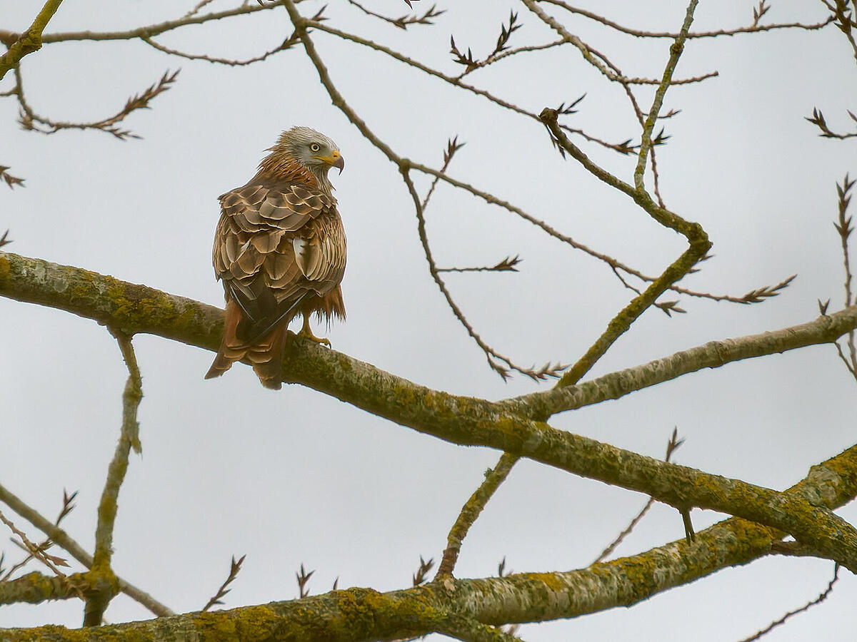 Click image for larger version

Name:	54346458133_21b8eff02e_k.jpg
Views:	91
Size:	195.8 KB
ID:	1011320