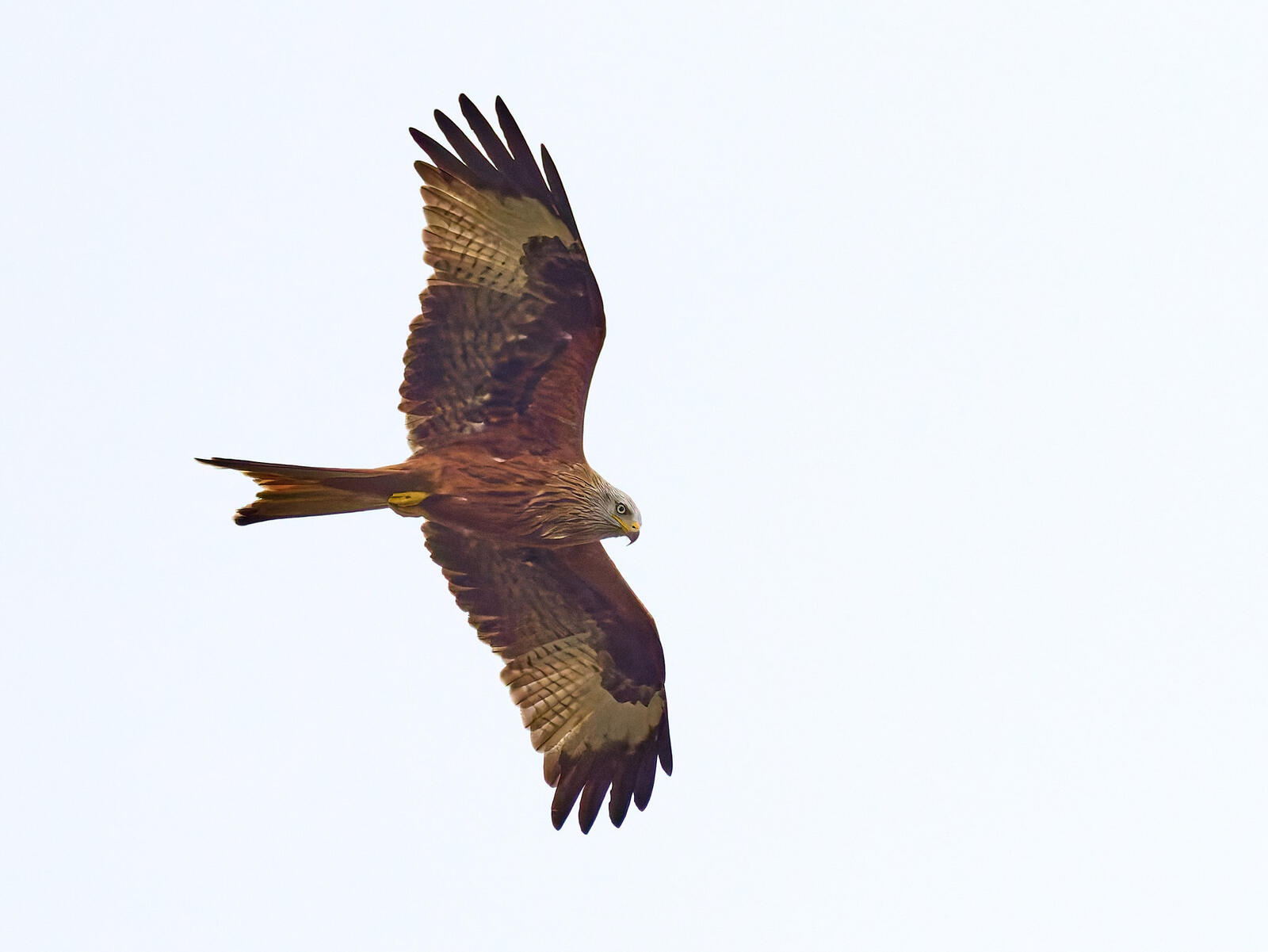 Click image for larger version

Name:	54346458178_36fded2236_k.jpg
Views:	58
Size:	81.5 KB
ID:	1011322