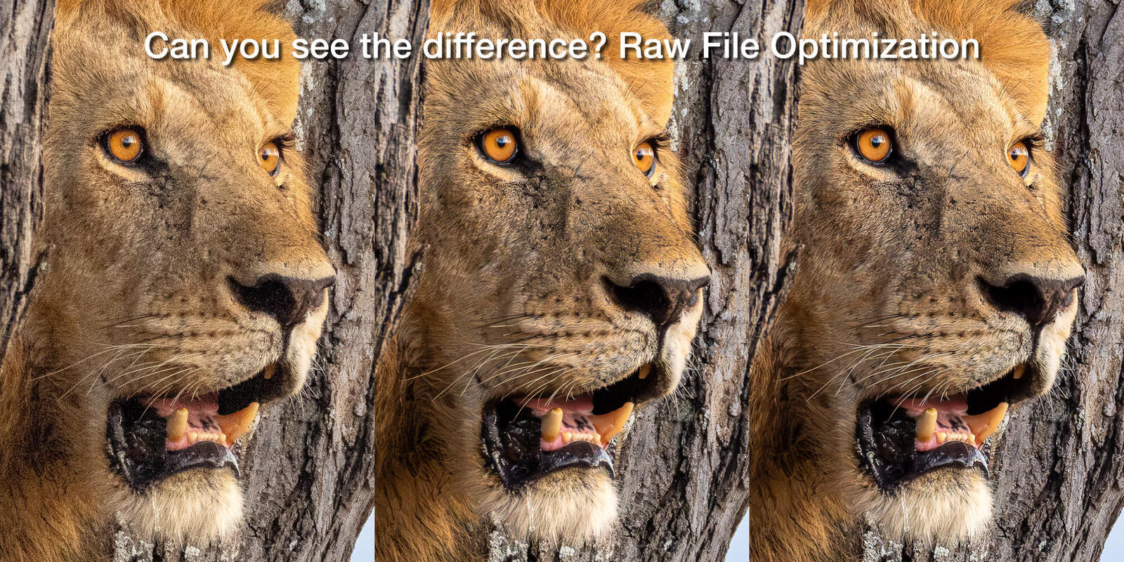 Click image for larger version

Name:	Lion-in-Tree-FeaturePhoto.jpg
Views:	198
Size:	449.9 KB
ID:	1012187