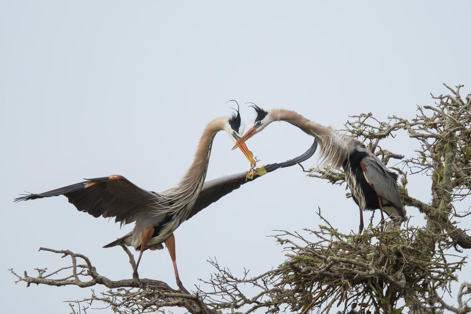 Click image for larger version

Name:	_3032032-Enhanced-NR.jpg
Views:	314
Size:	269.4 KB
ID:	1012383