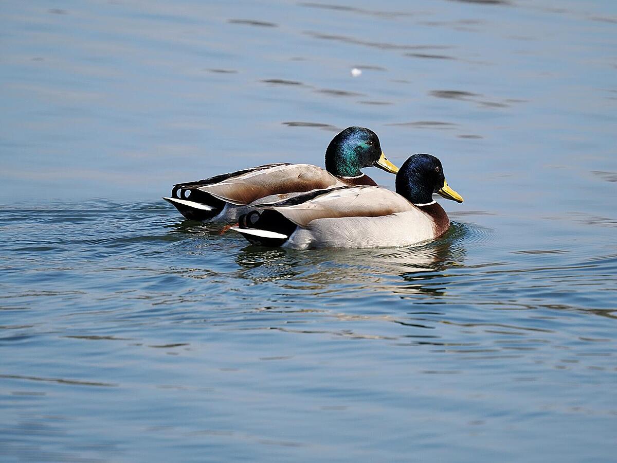 Click image for larger version

Name:	B.28.2.25.6.jpg
Views:	55
Size:	168.4 KB
ID:	1012621