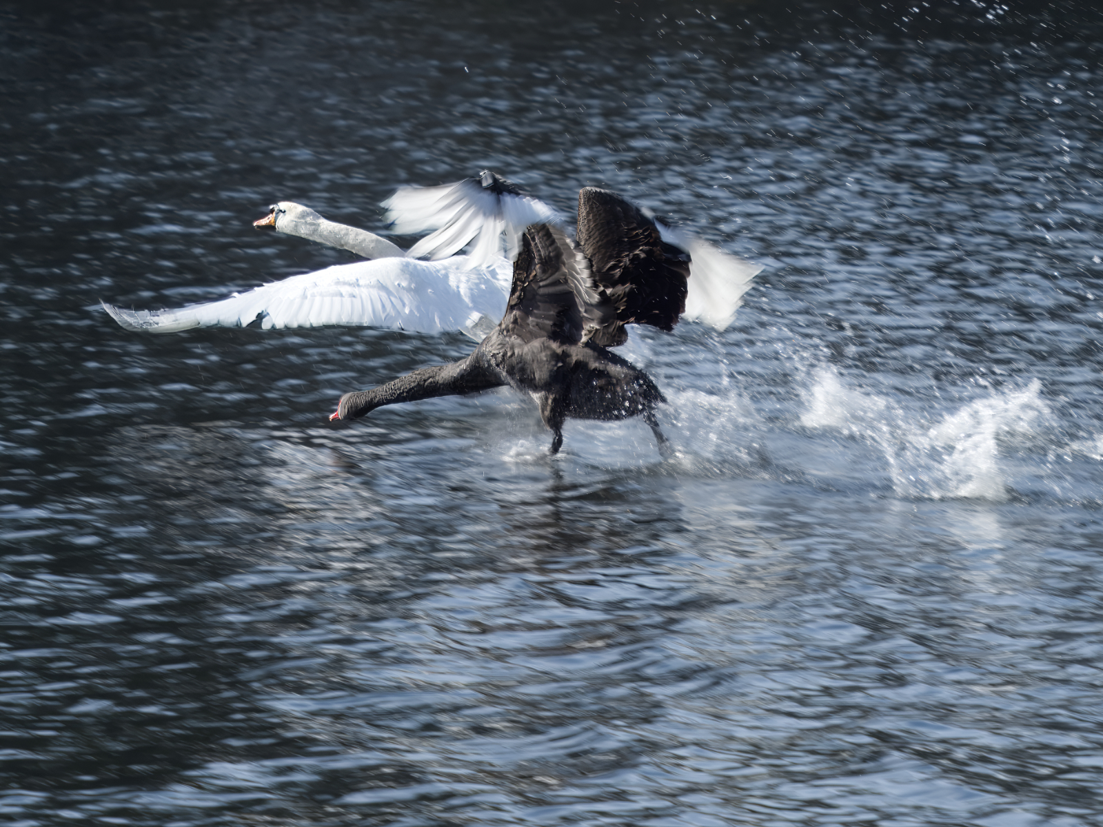 Click image for larger version

Name:	GSW13832.jpg
Views:	350
Size:	1.82 MB
ID:	1013123