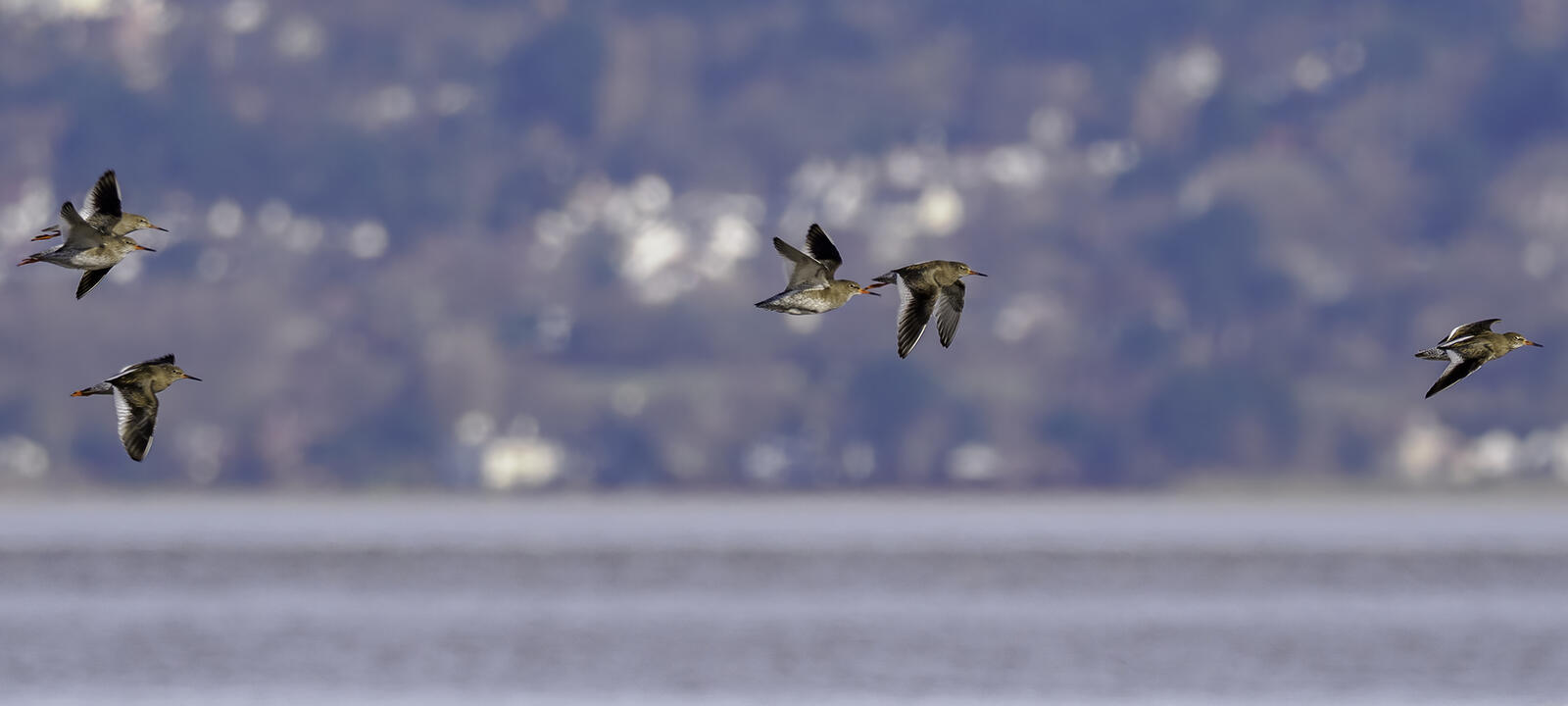 Click image for larger version

Name:	red flight .jpg
Views:	331
Size:	78.8 KB
ID:	1013557