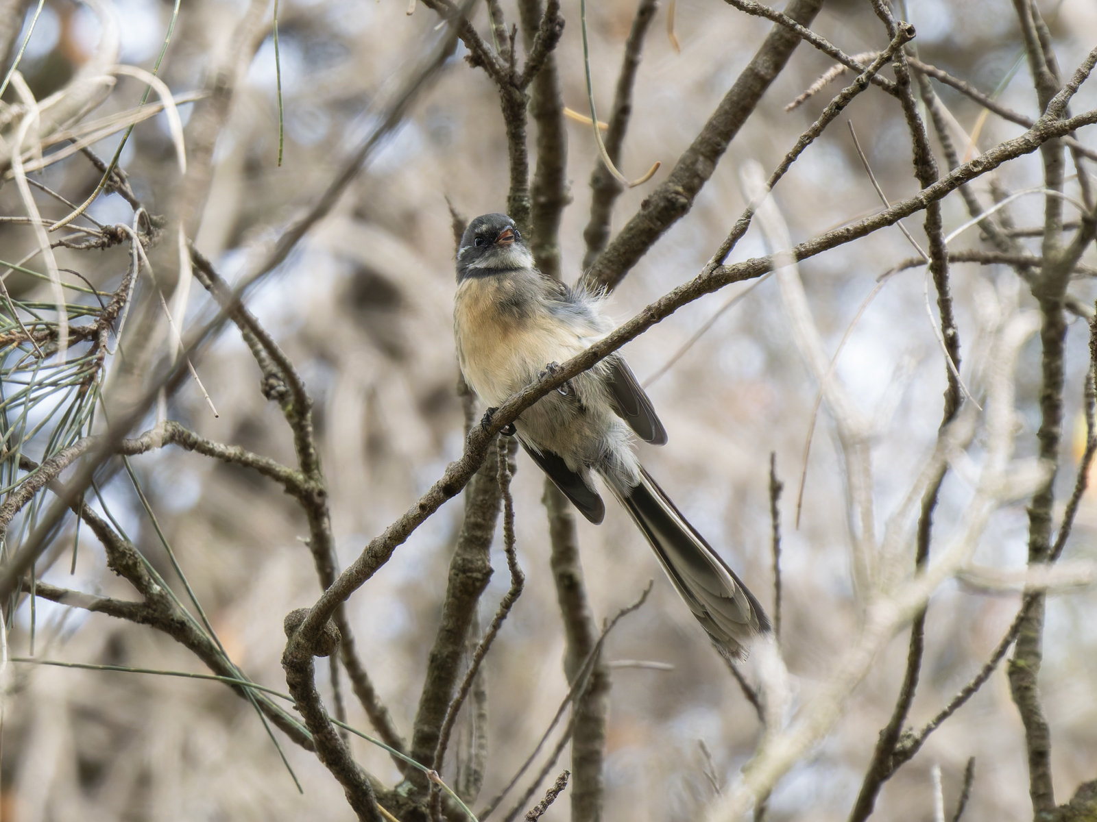 Click image for larger version

Name:	post-4.jpg
Views:	51
Size:	1.08 MB
ID:	1013906