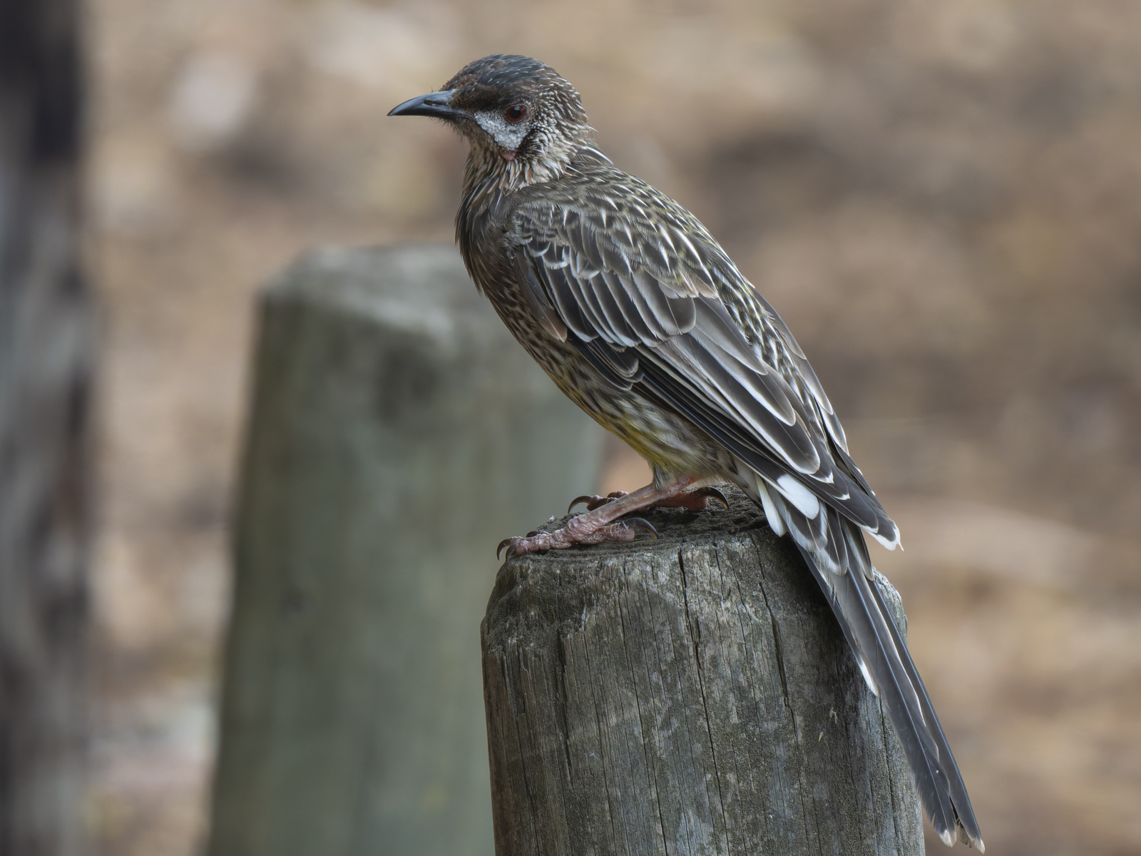 Click image for larger version

Name:	post-1.jpg
Views:	52
Size:	927.2 KB
ID:	1013907