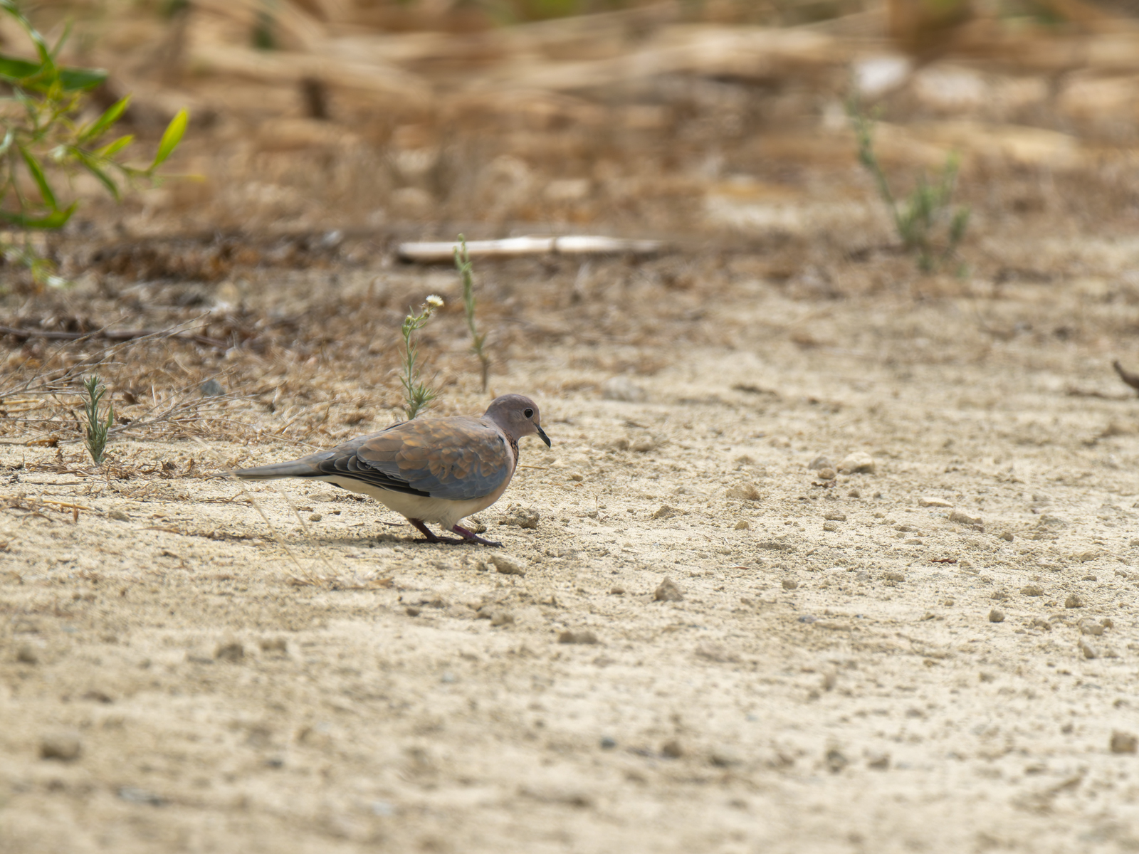 Click image for larger version

Name:	post-5.jpg
Views:	52
Size:	1.22 MB
ID:	1013909