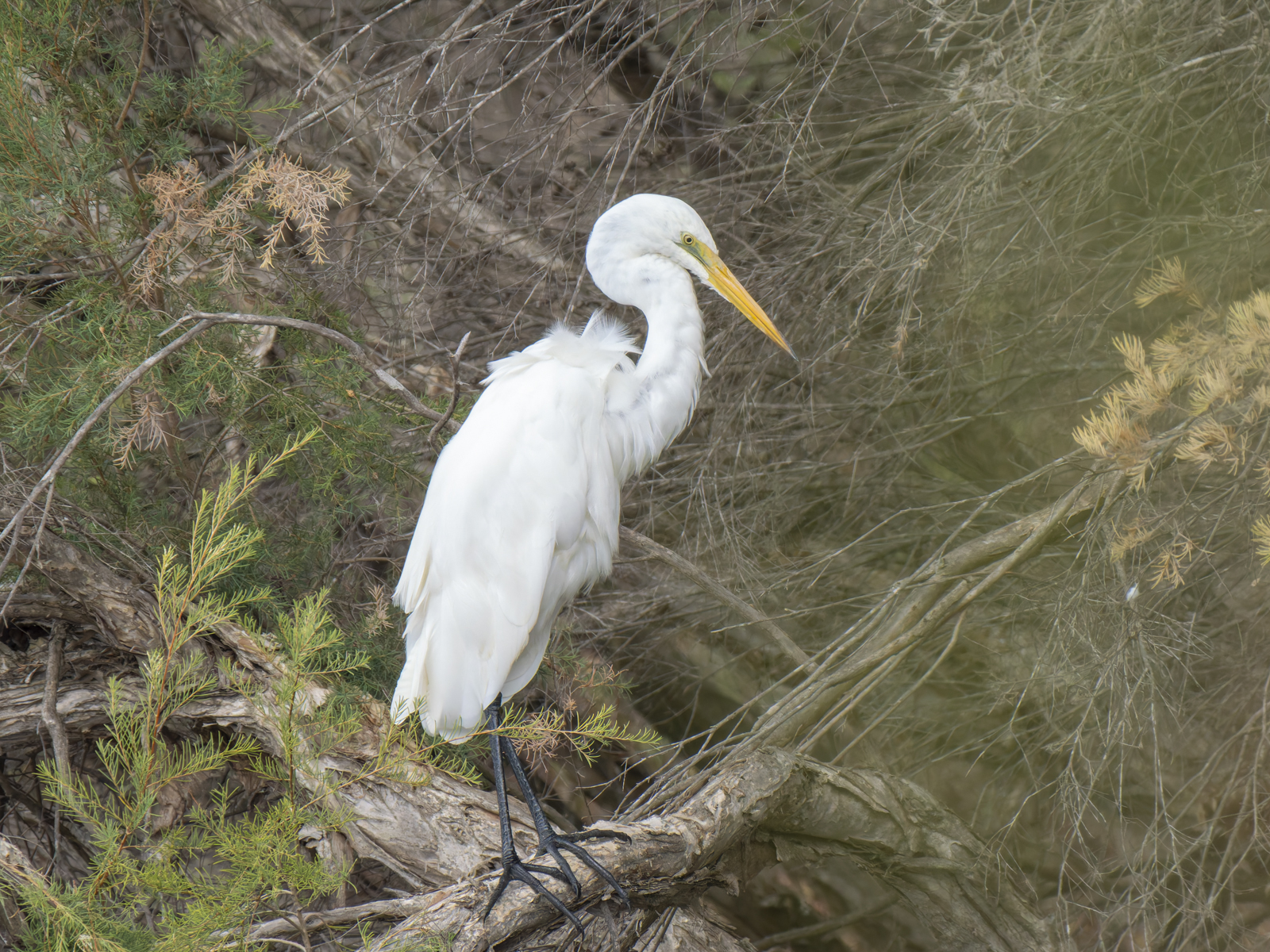 Click image for larger version

Name:	post-8.jpg
Views:	48
Size:	1.68 MB
ID:	1013911