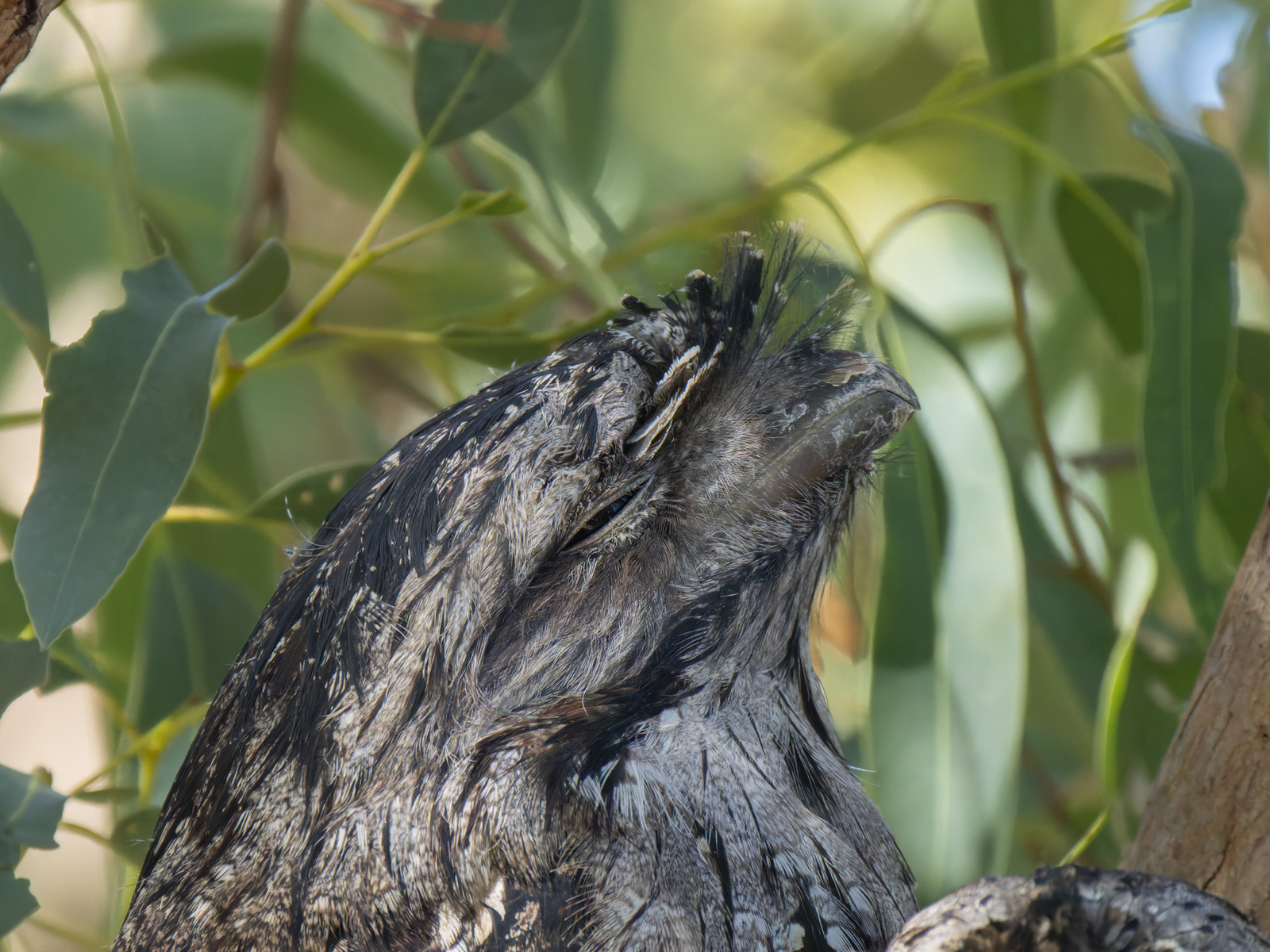 Click image for larger version

Name:	post-7.jpg
Views:	60
Size:	1.29 MB
ID:	1013916