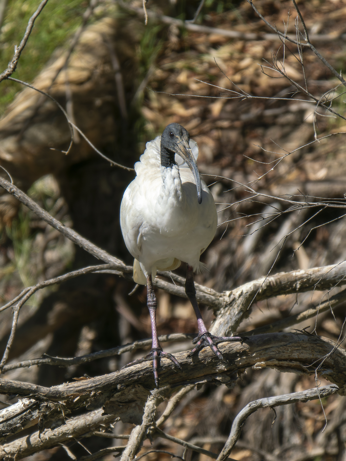 Click image for larger version

Name:	post-4.jpg
Views:	55
Size:	1.18 MB
ID:	1013918