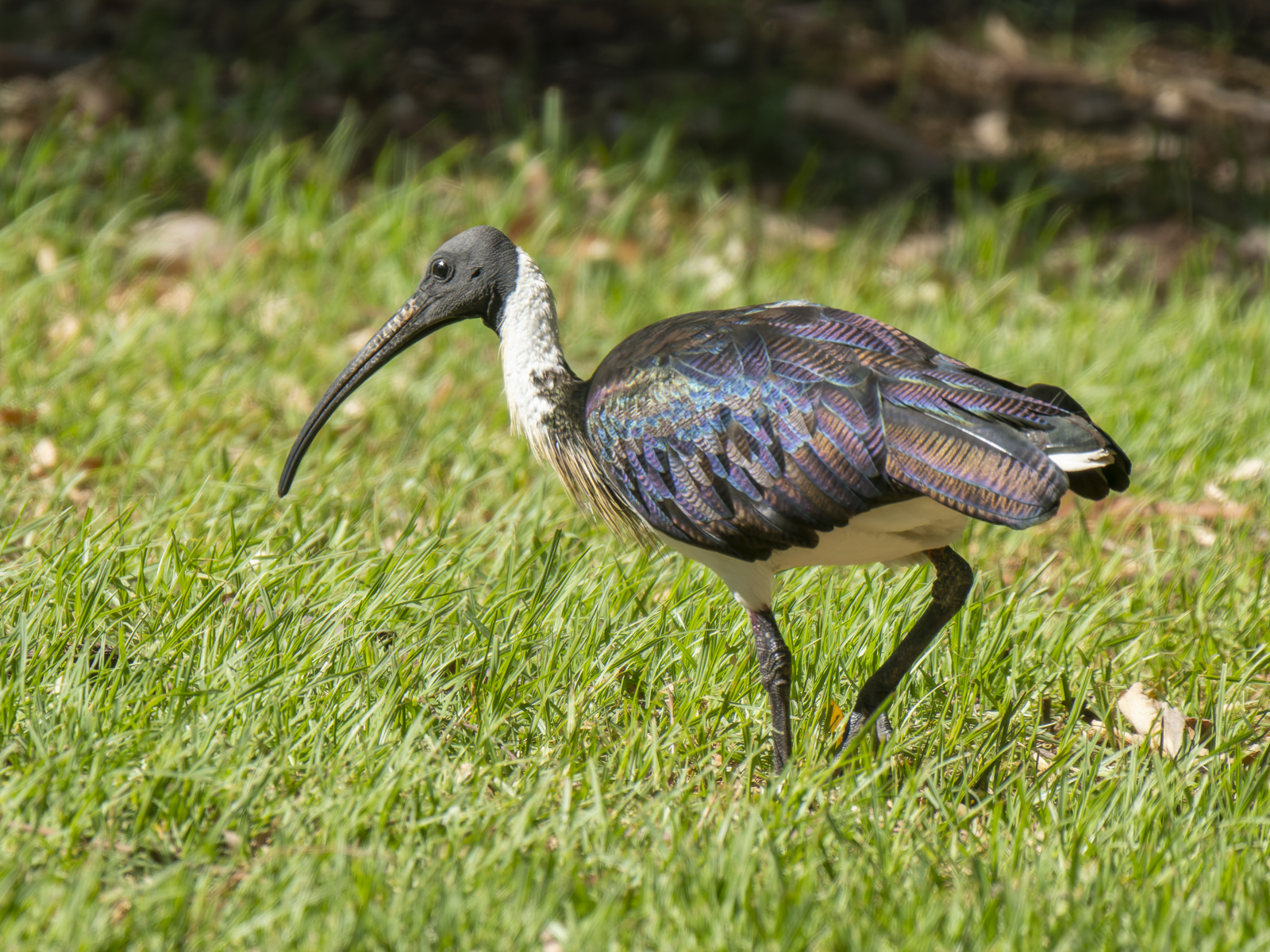 Click image for larger version

Name:	post-5.jpg
Views:	57
Size:	1.62 MB
ID:	1013921