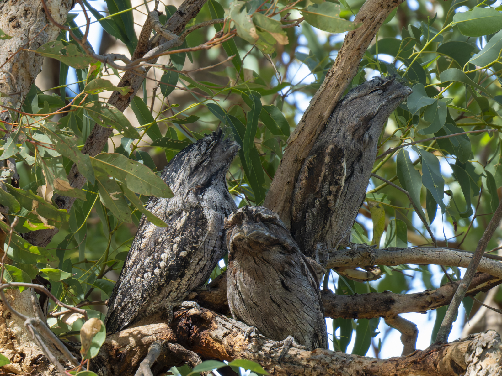 Click image for larger version

Name:	post-6.jpg
Views:	56
Size:	1.74 MB
ID:	1013922