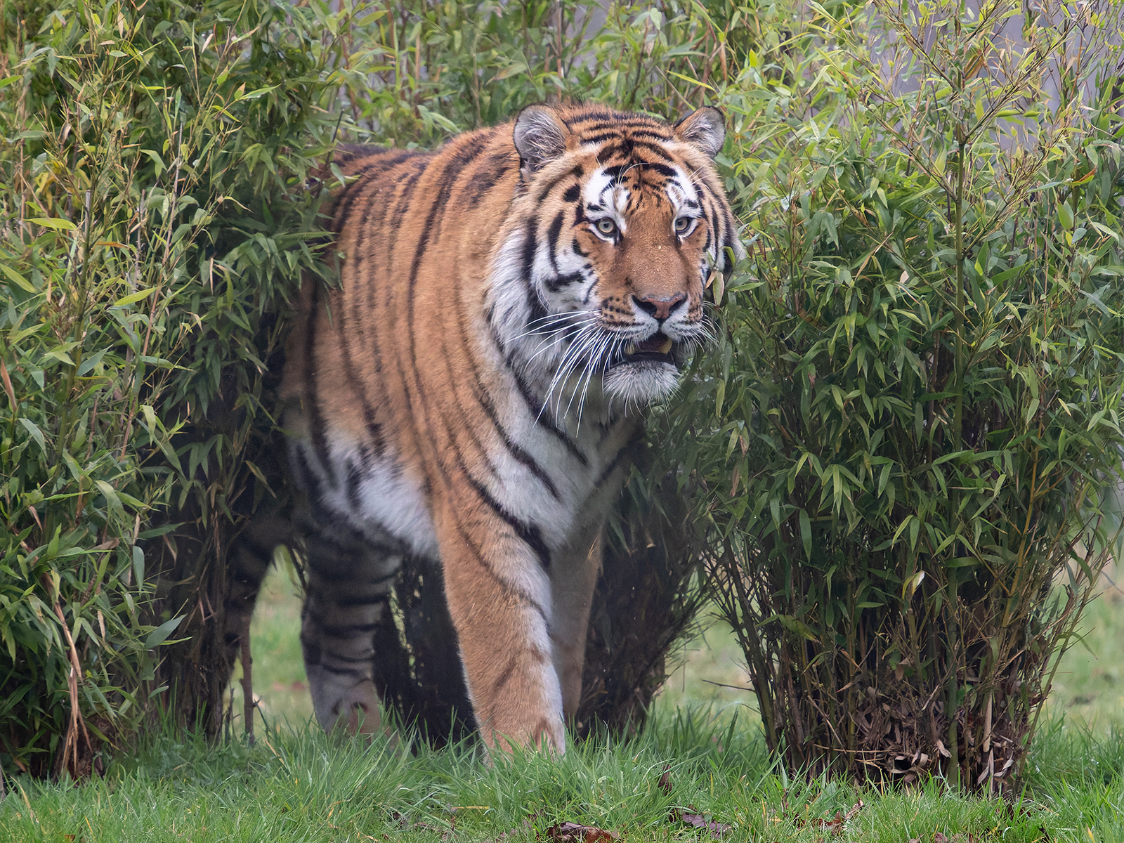 Click image for larger version

Name:	Altai .4.jpg
Views:	506
Size:	2.08 MB
ID:	1014435