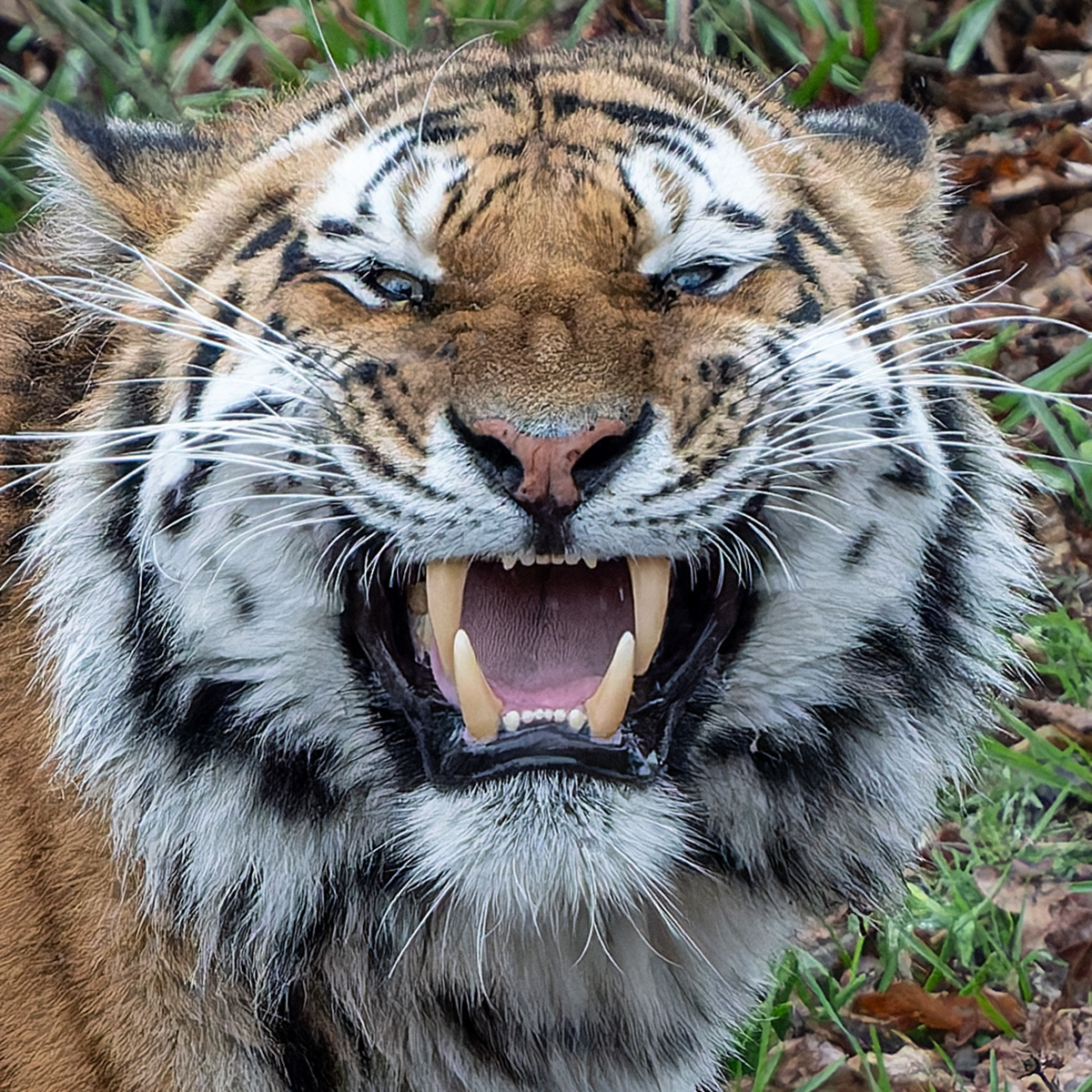 Click image for larger version

Name:	Altai .3.jpg
Views:	88
Size:	1.26 MB
ID:	1014436