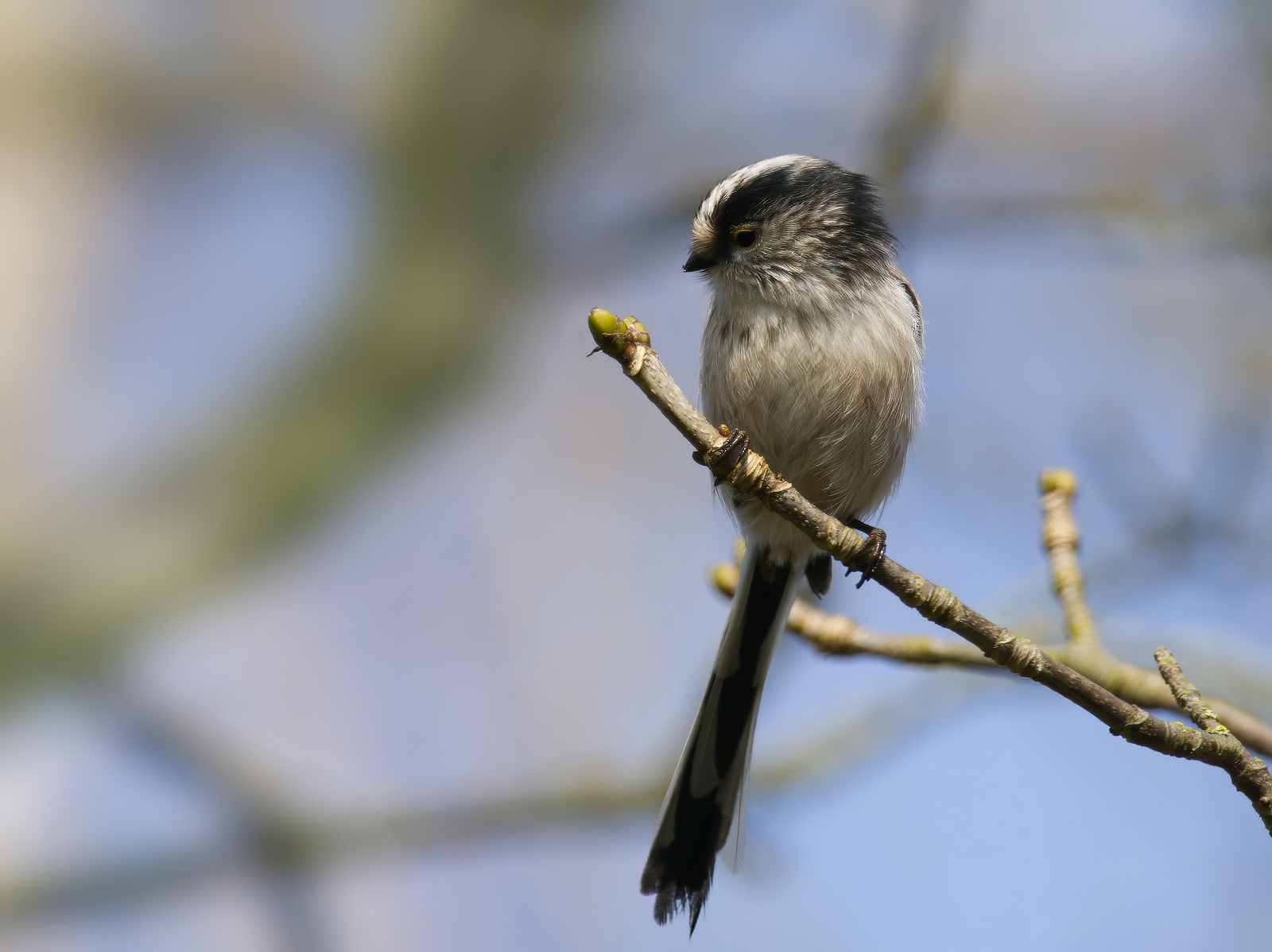 Click image for larger version

Name:	LTT2-small.jpg
Views:	47
Size:	1.23 MB
ID:	1014764