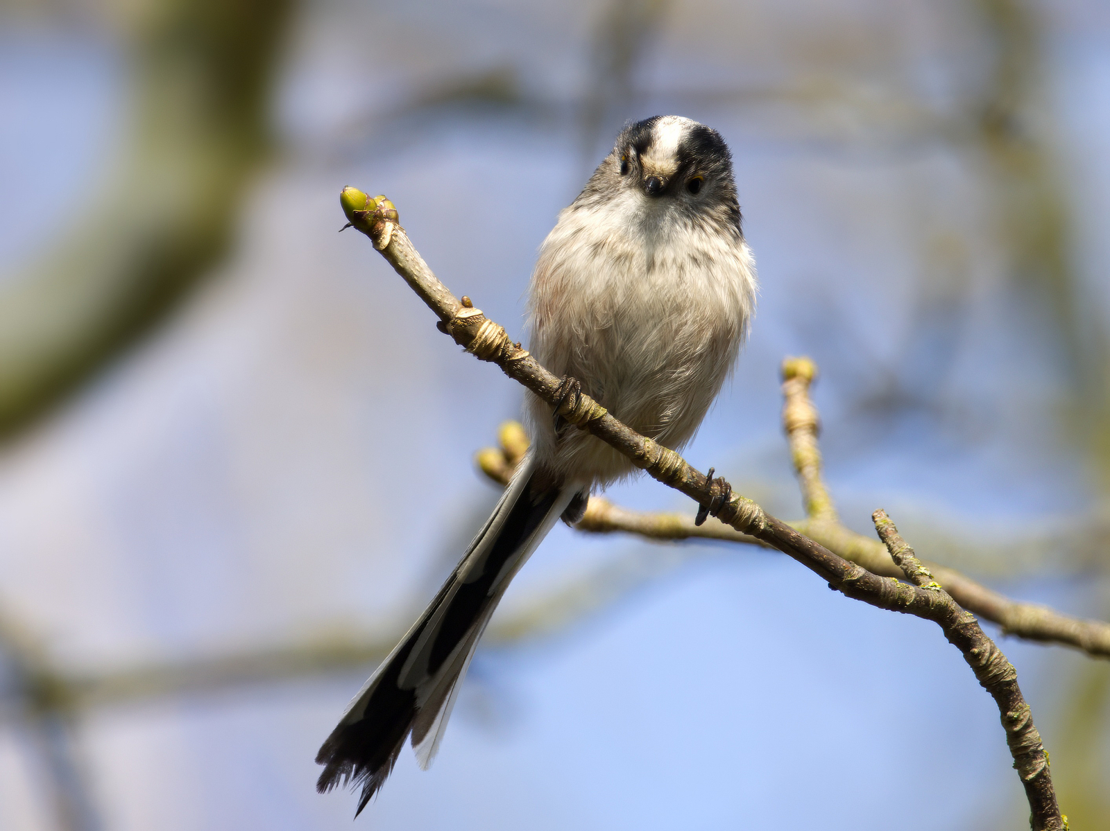 Click image for larger version

Name:	LTT3-small.jpg
Views:	47
Size:	1.41 MB
ID:	1014765