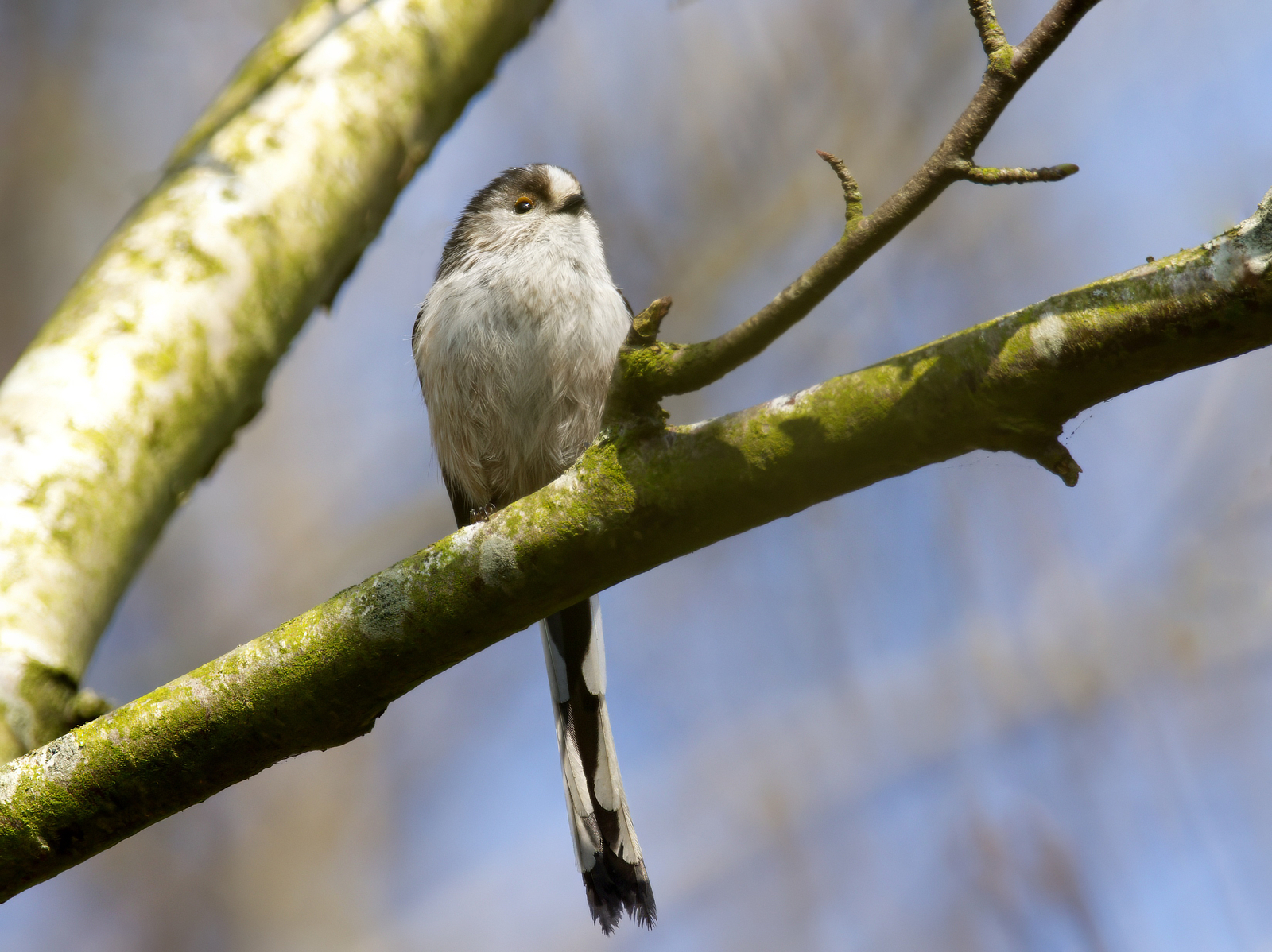 Click image for larger version

Name:	LTT4-small.jpg
Views:	48
Size:	1.69 MB
ID:	1014766