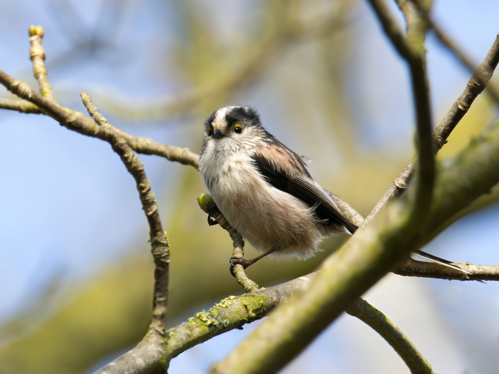 Click image for larger version

Name:	LTT 1-small.jpg
Views:	507
Size:	1.61 MB
ID:	1014763