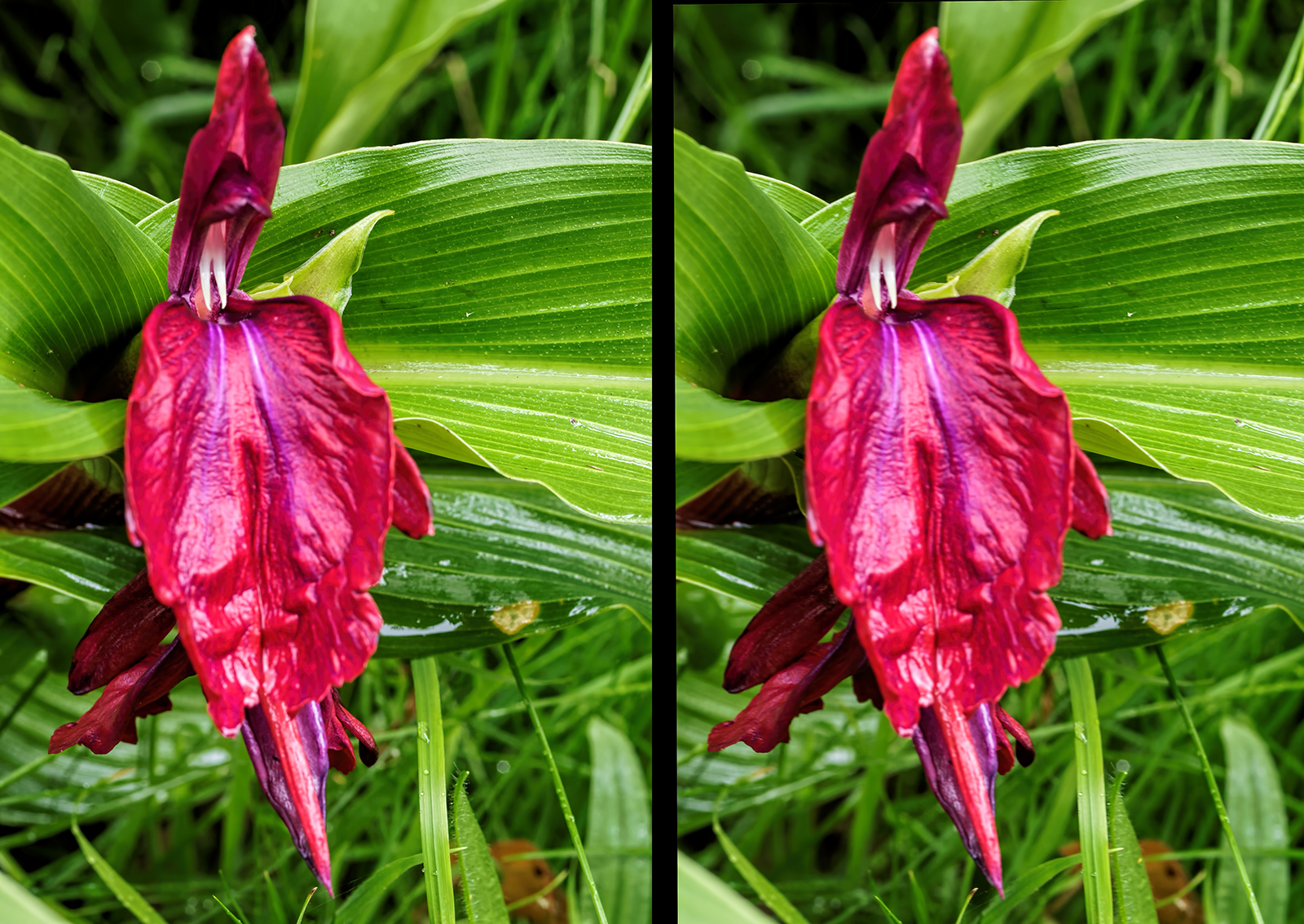 Click image for larger version

Name:	P7182302_DxO Roscoea Harvington Imperial Crop Crosseye 1600.jpg
Views:	408
Size:	1.36 MB
ID:	1014977