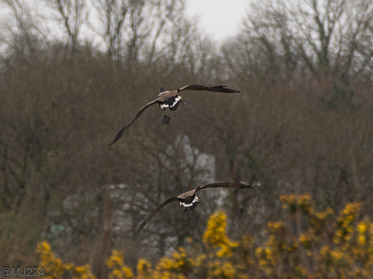 Click image for larger version

Name:	P3277588-DxO_DeepPRIME XD2s.jpg
Views:	59
Size:	622.9 KB
ID:	1015061