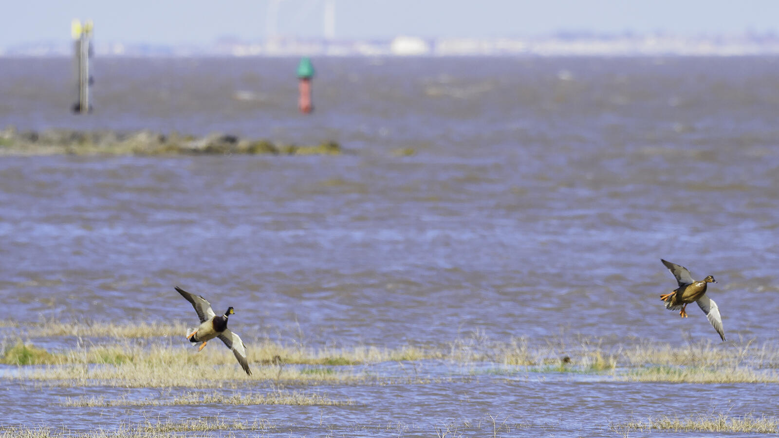 Click image for larger version

Name:	ooh ducky .jpg
Views:	374
Size:	175.3 KB
ID:	1015658