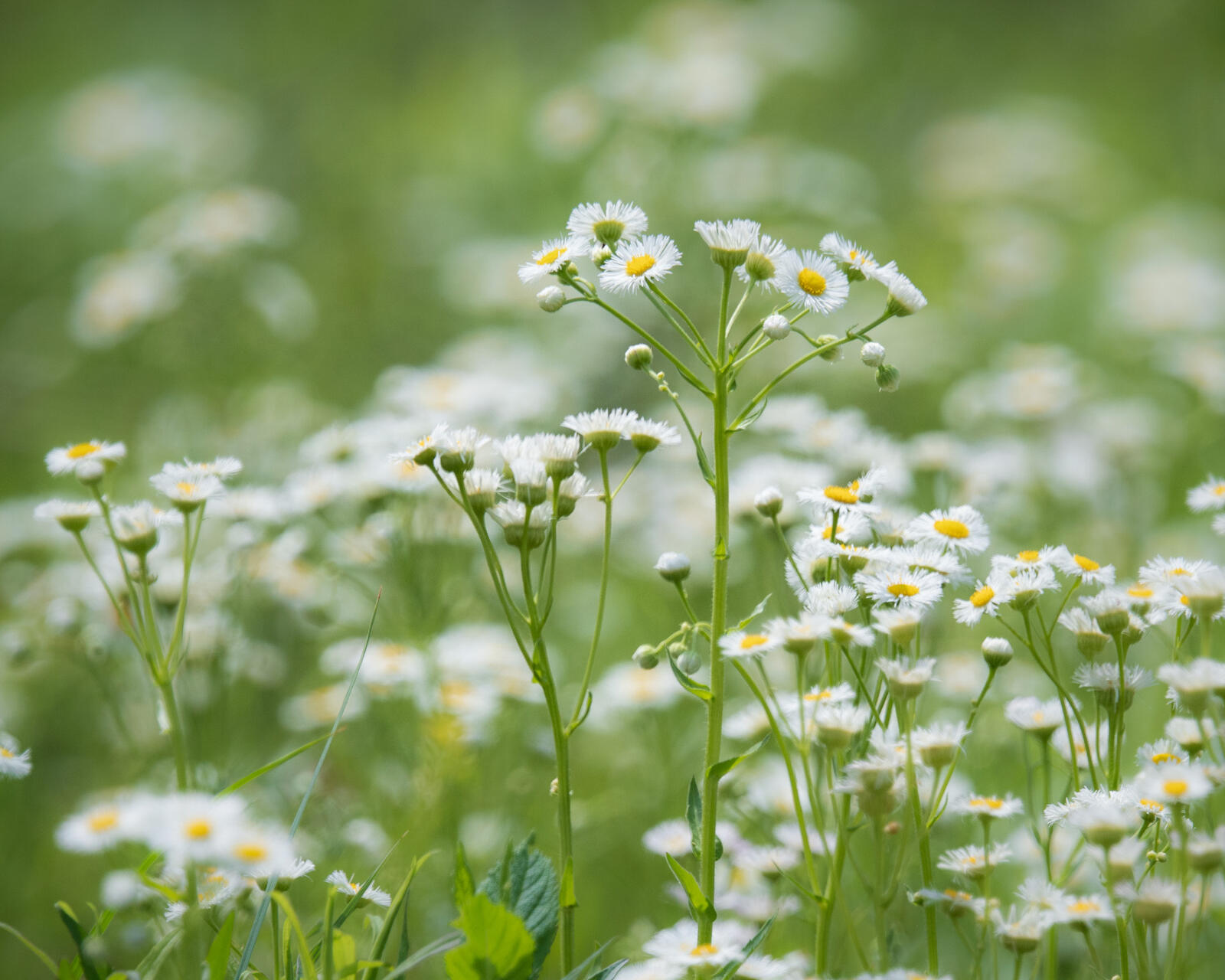 Click image for larger version

Name:	_4023183.jpg
Views:	58
Size:	251.3 KB
ID:	1015821