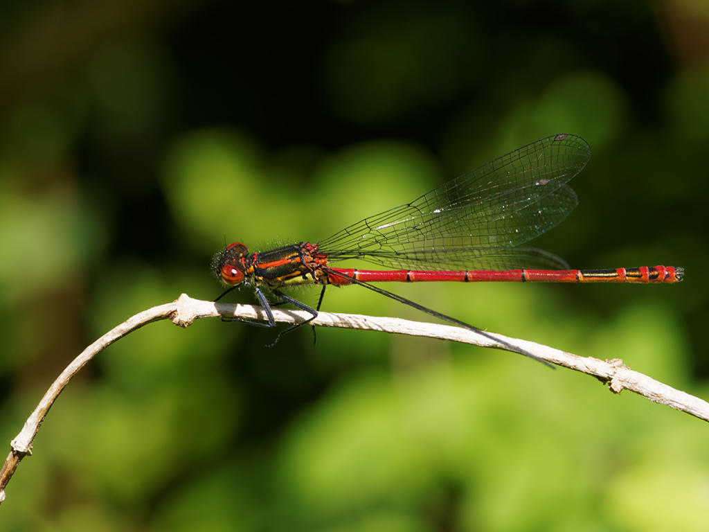 Click image for larger version  Name:	P5141002_DxO 1024.jpg Views:	0 Size:	361.2 KB ID:	1016223