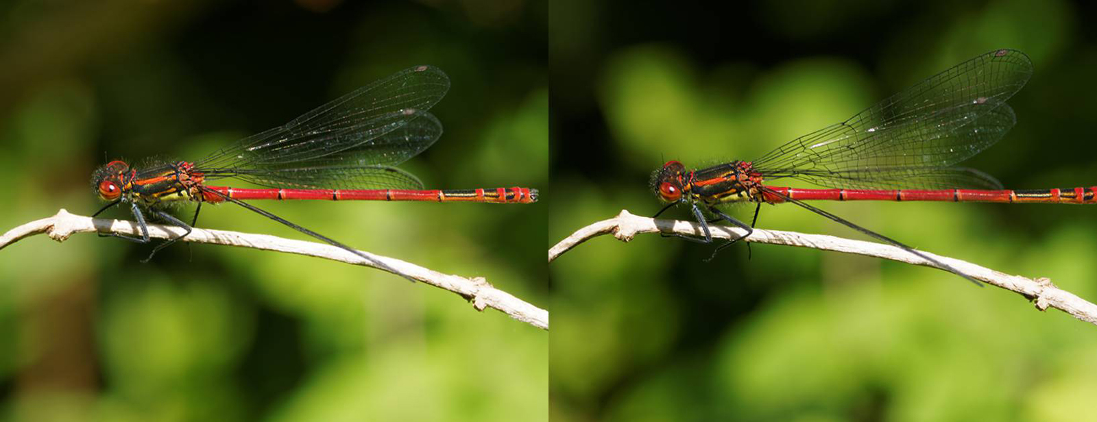 Click image for larger version  Name:	P5141003_DxO 1024 demo Crosseye.jpg Views:	0 Size:	455.7 KB ID:	1016225