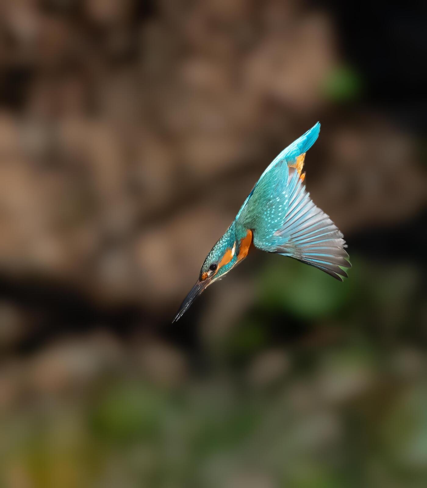 Click image for larger version

Name:	P4081968-Edit-Edit-Edit.jpg
Views:	65
Size:	119.2 KB
ID:	1016939