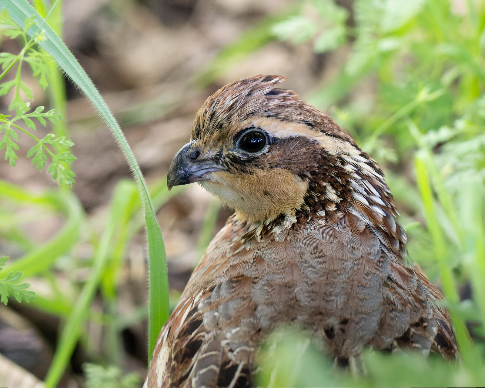 Click image for larger version

Name:	_4113422-ORF_DxO_DeepPRIME.jpg
Views:	40
Size:	351.7 KB
ID:	1016964